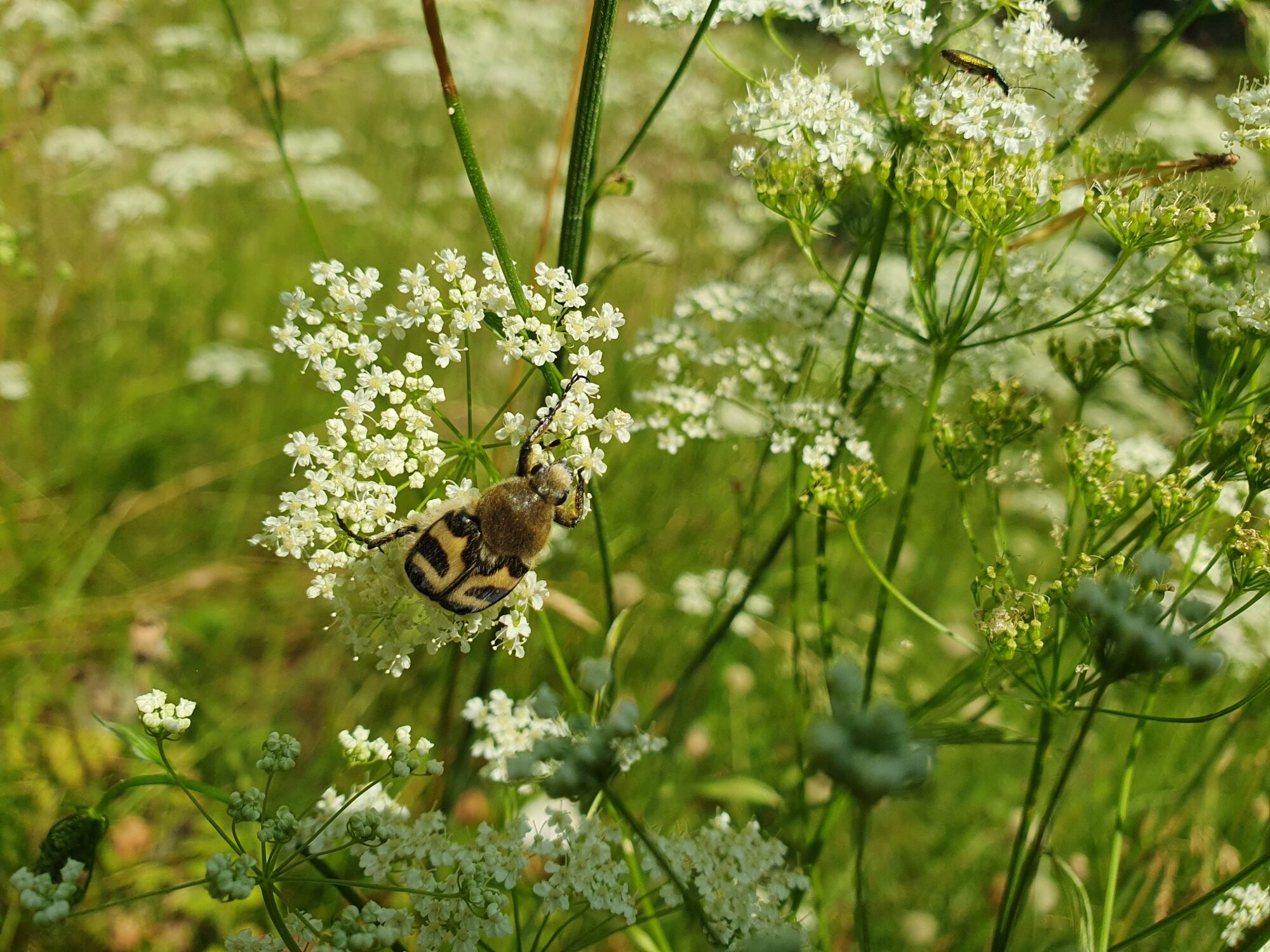 Valokuvaaja: Pirkko Tuulihovi