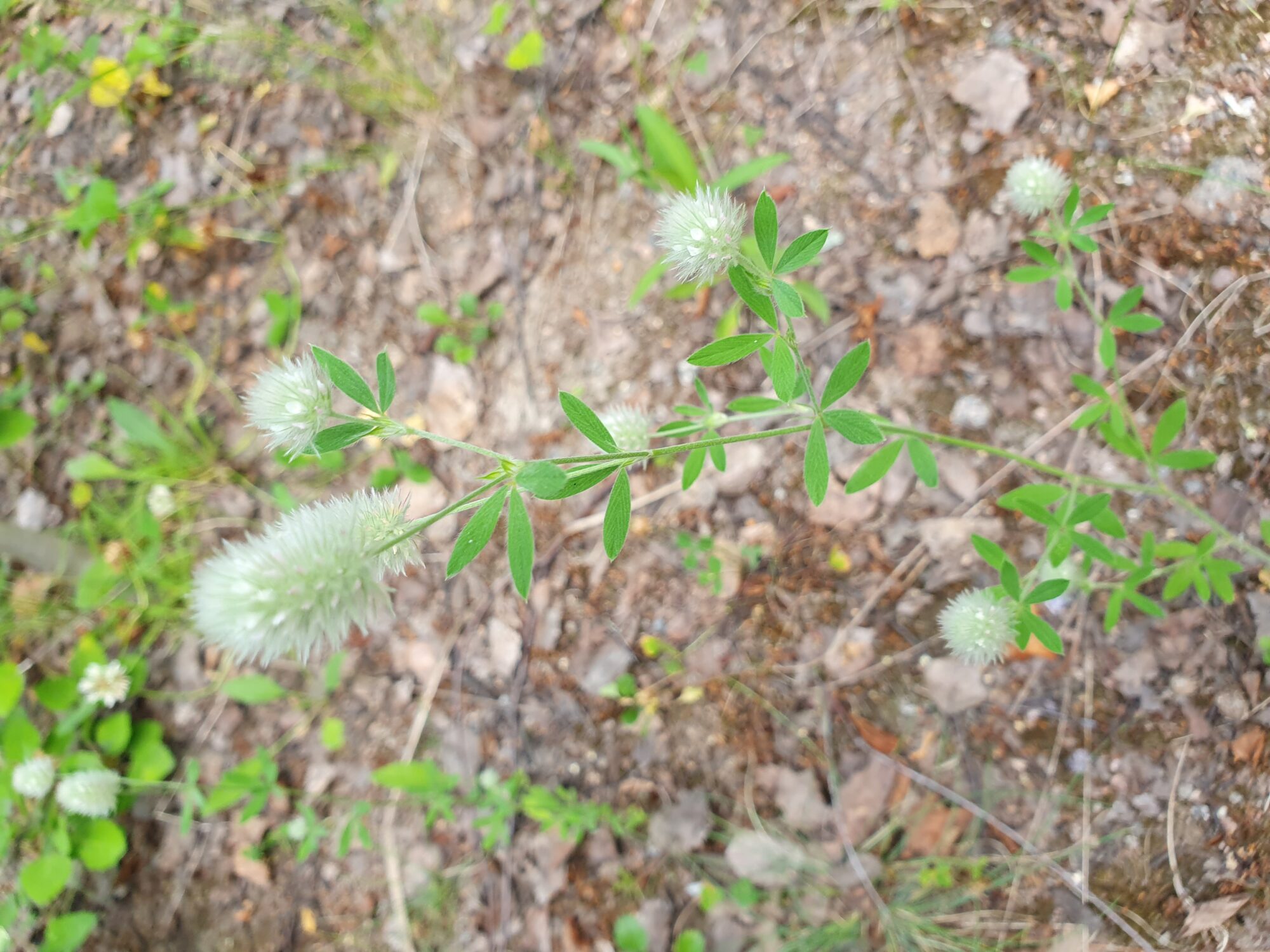 Valokuvaaja: Pirkko Tuulihovi