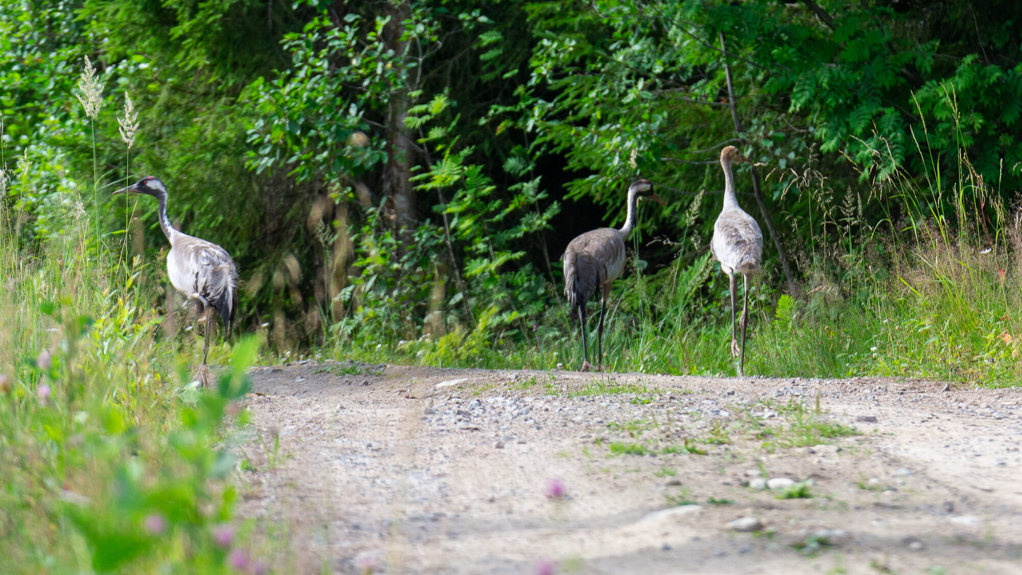 Valokuvaaja: Helena Minkkilä