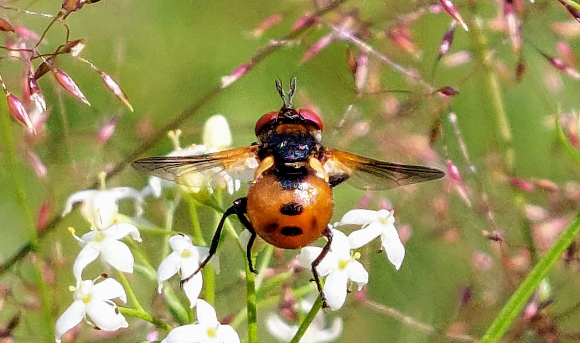Valokuvaaja: Tarja Naukkarinen