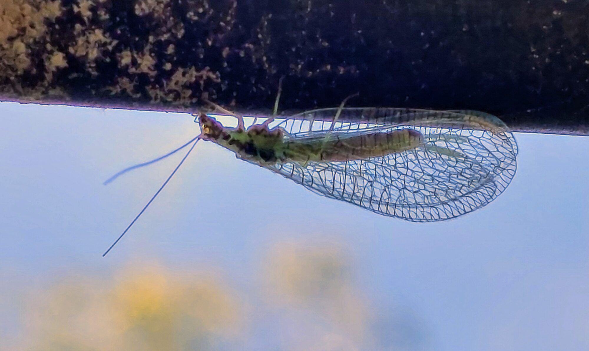 Valokuvaaja: Tarja Naukkarinen