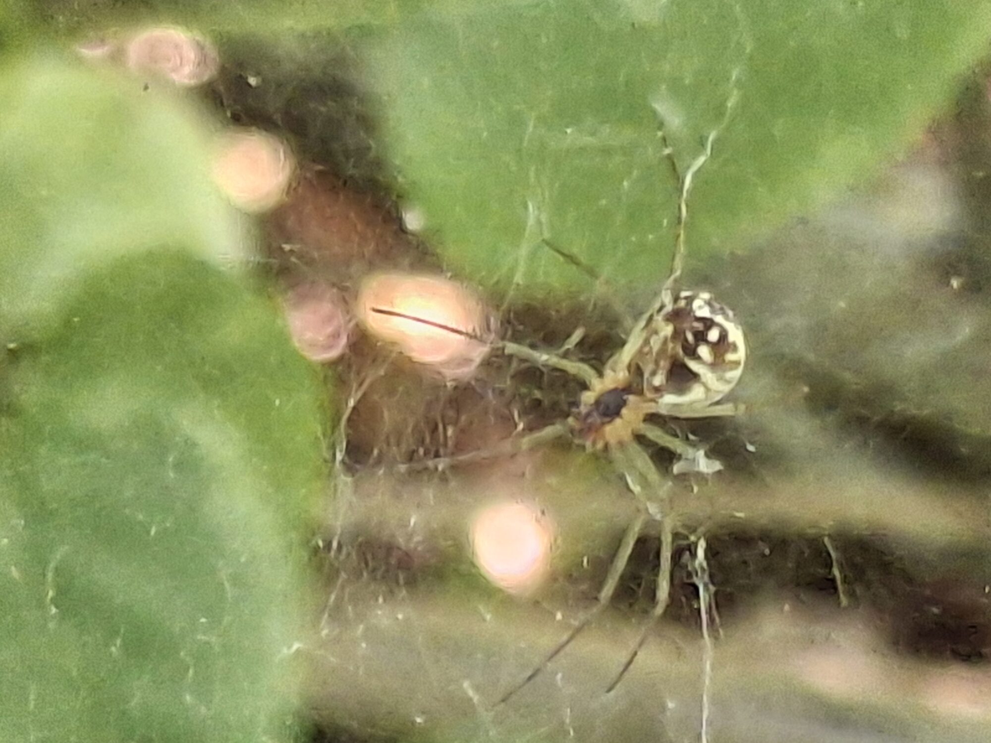 Valokuvaaja: Satu Suuntala