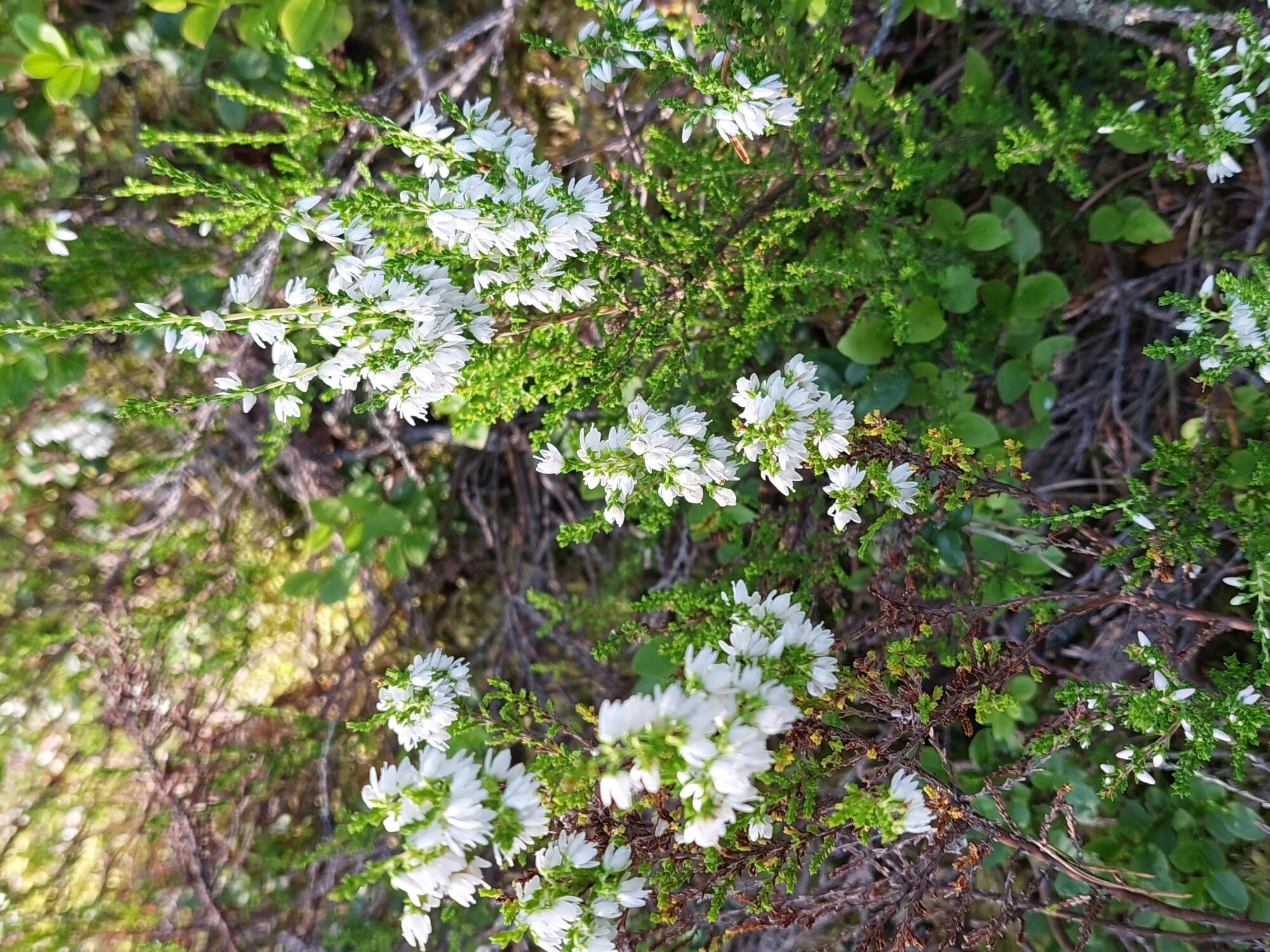 Valokuvaaja: Seija vatanen