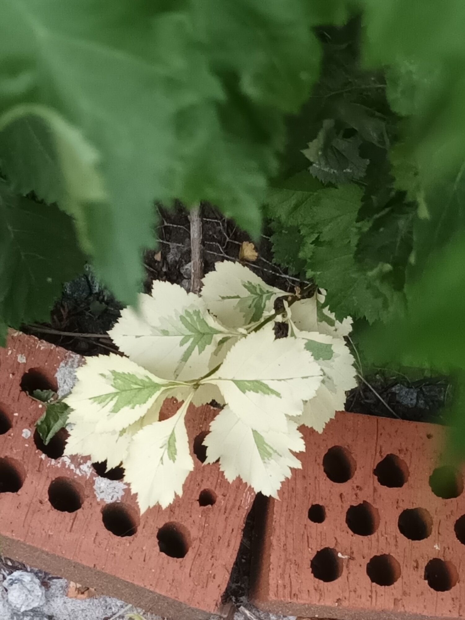 Valokuvaaja: Aira Karvonen