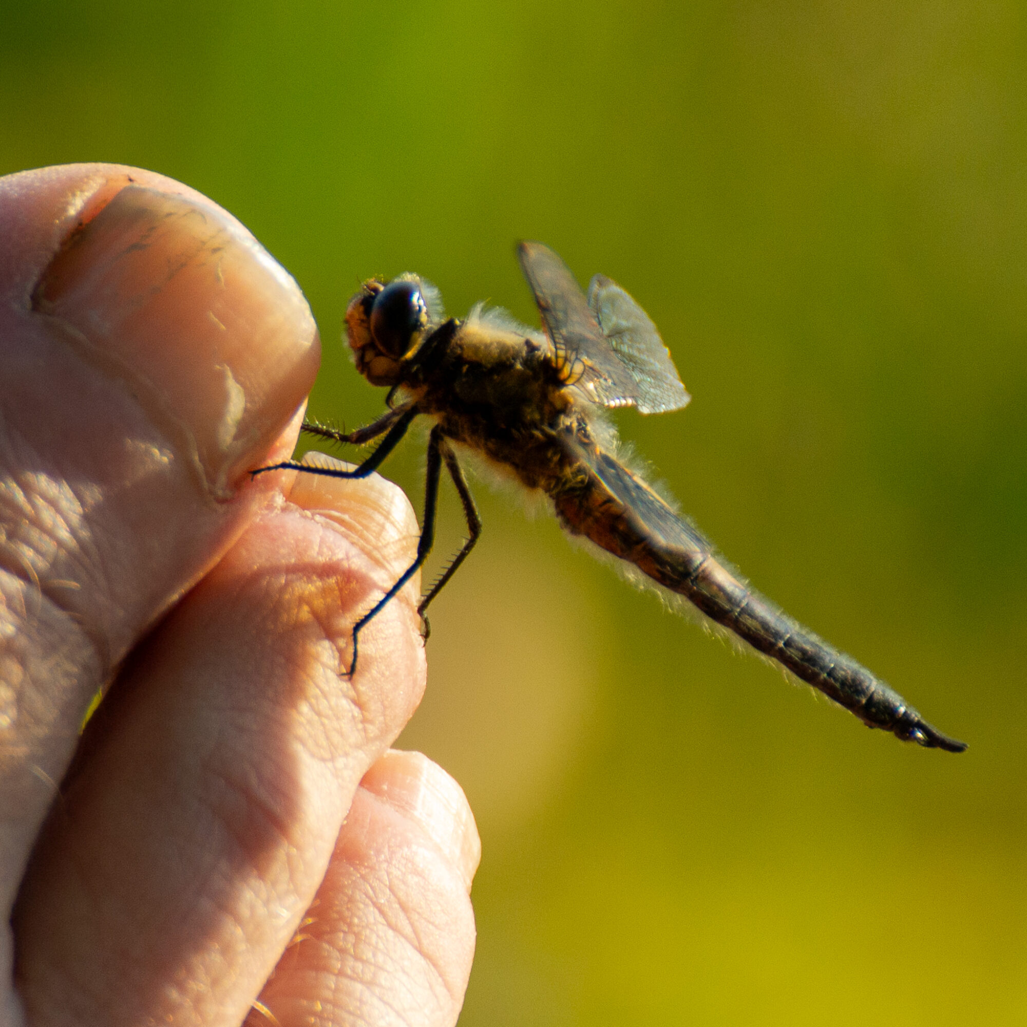 Valokuvaaja: Helena Minkkilä