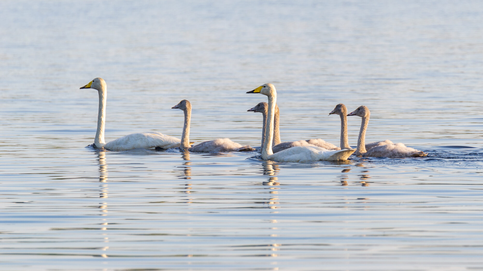 Valokuvaaja: Helena Minkkilä