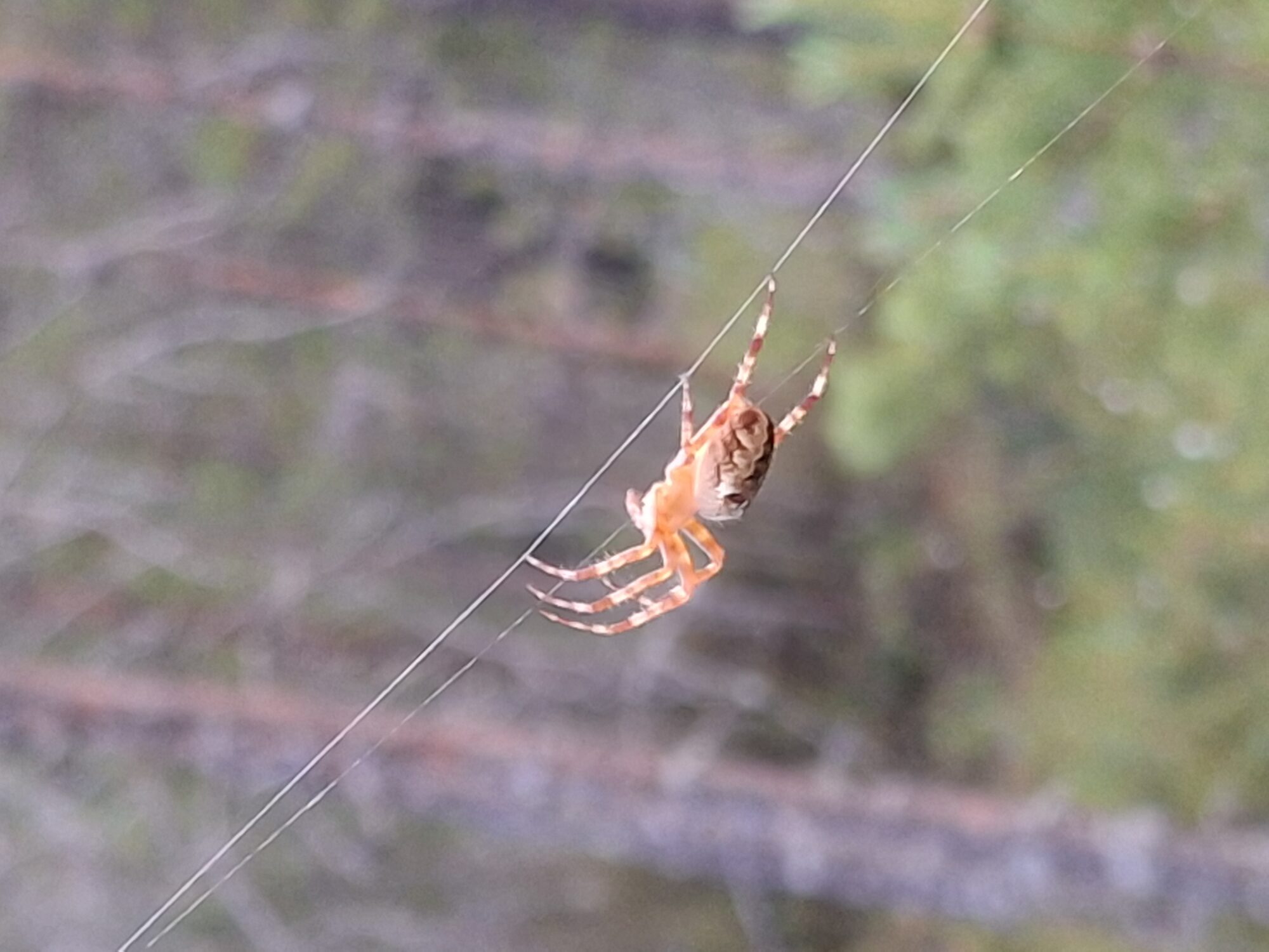 Valokuvaaja: Satu Suuntala