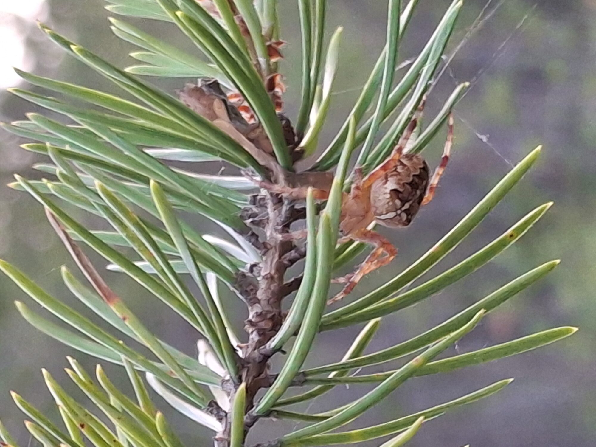 Valokuvaaja: Satu Suuntala