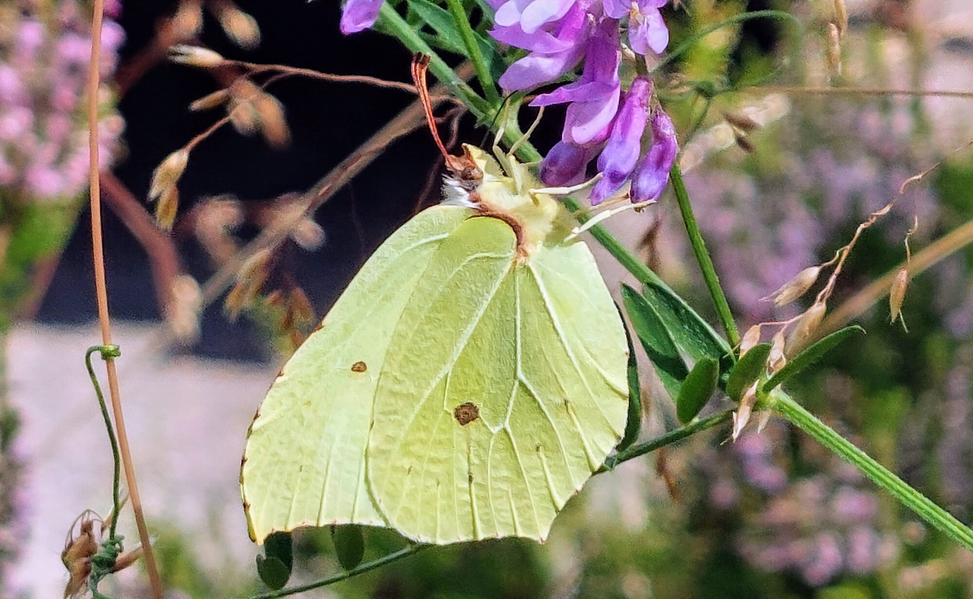 Valokuvaaja: Tarja Naukkarinen