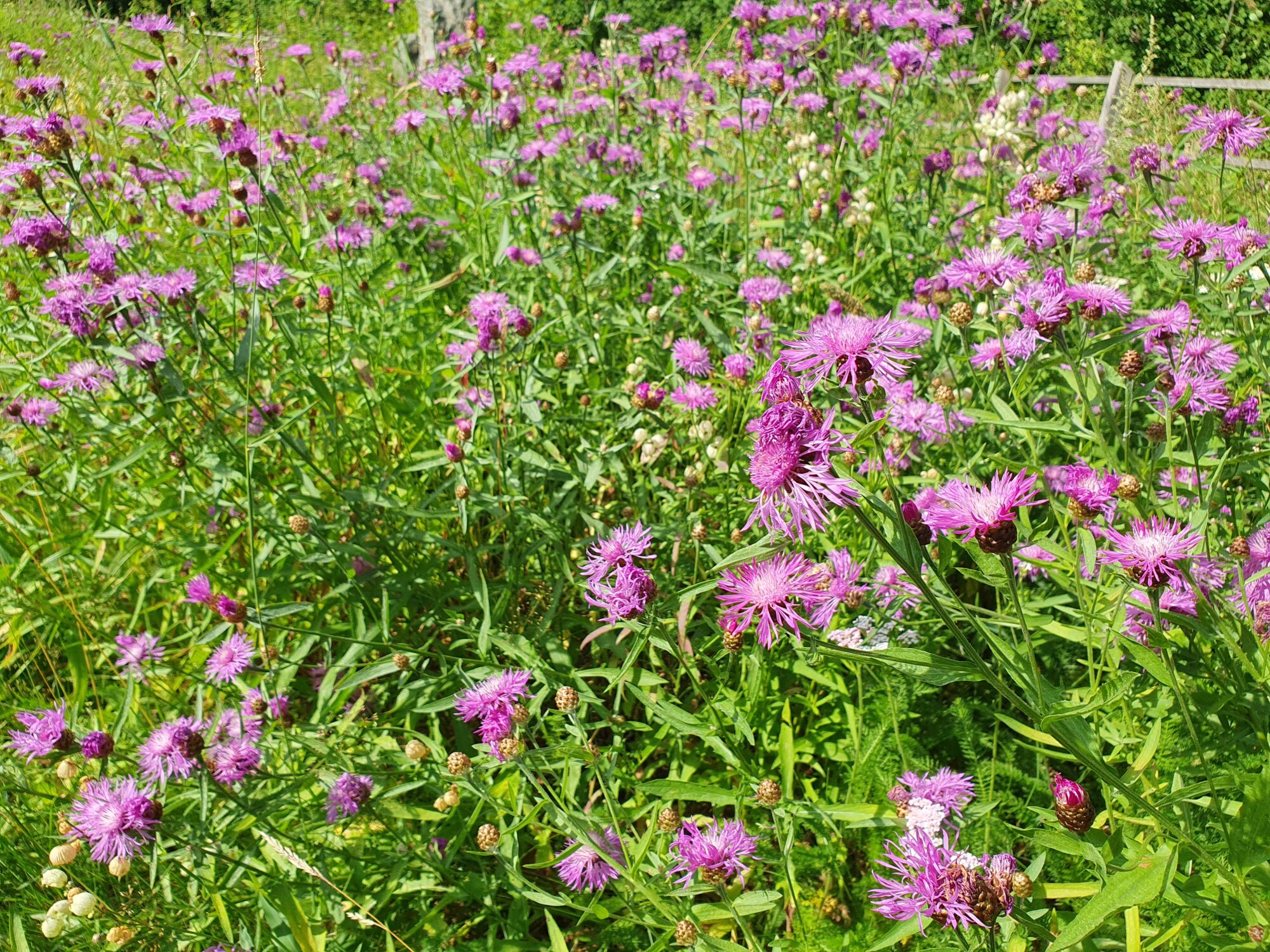 Valokuvaaja: Pirkko Tuulihovi