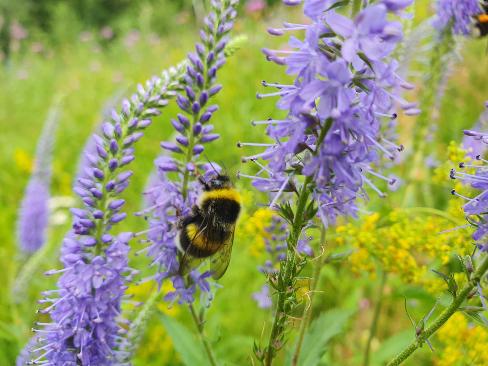 Valokuvaaja: Pirkko Tuulihovi