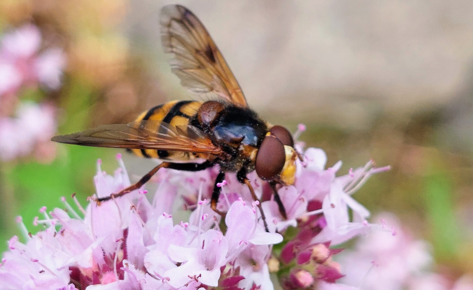 Valokuvaaja: Tarja Naukkarinen