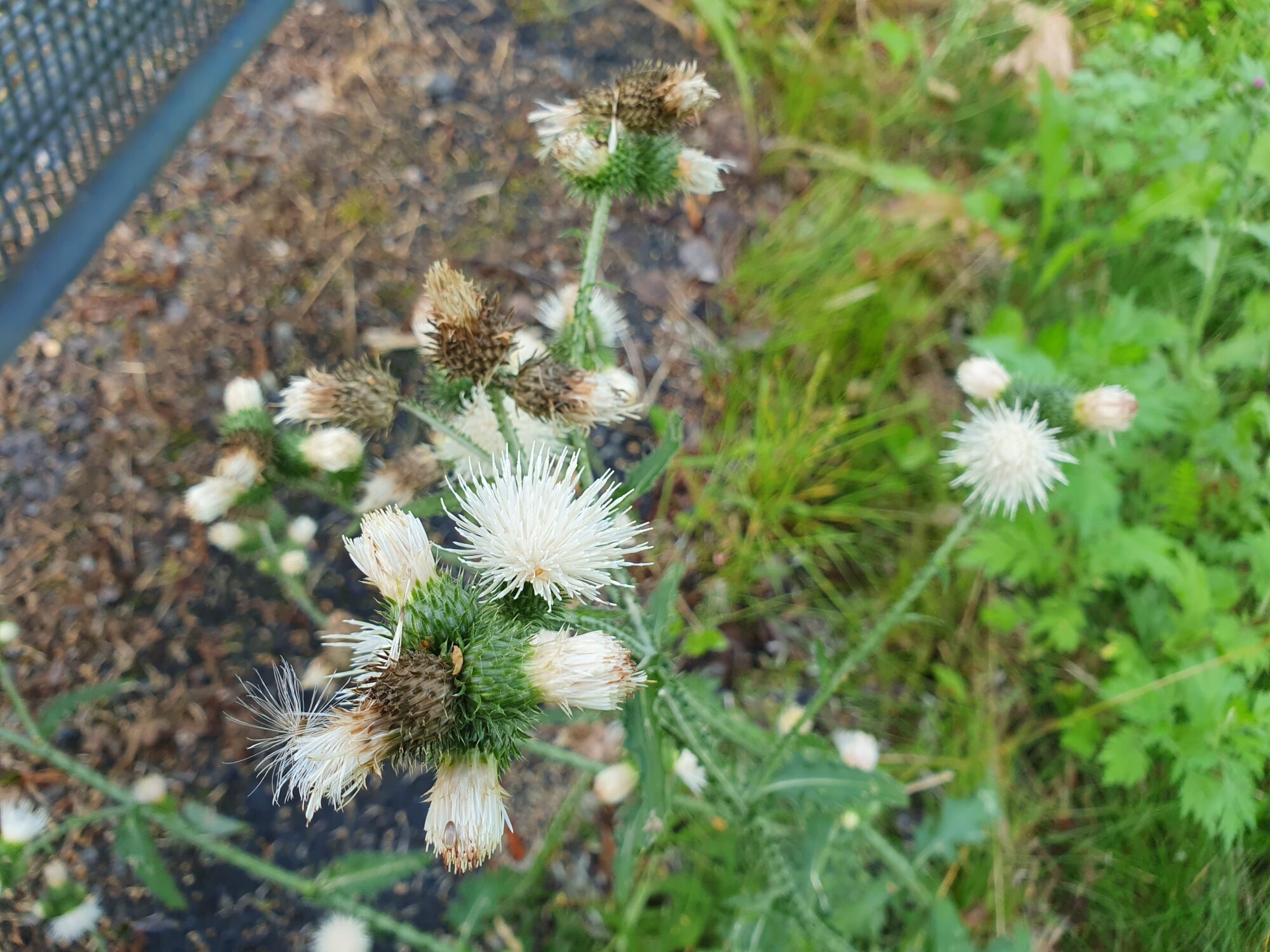 Valokuvaaja: Pirkko Tuulihovi