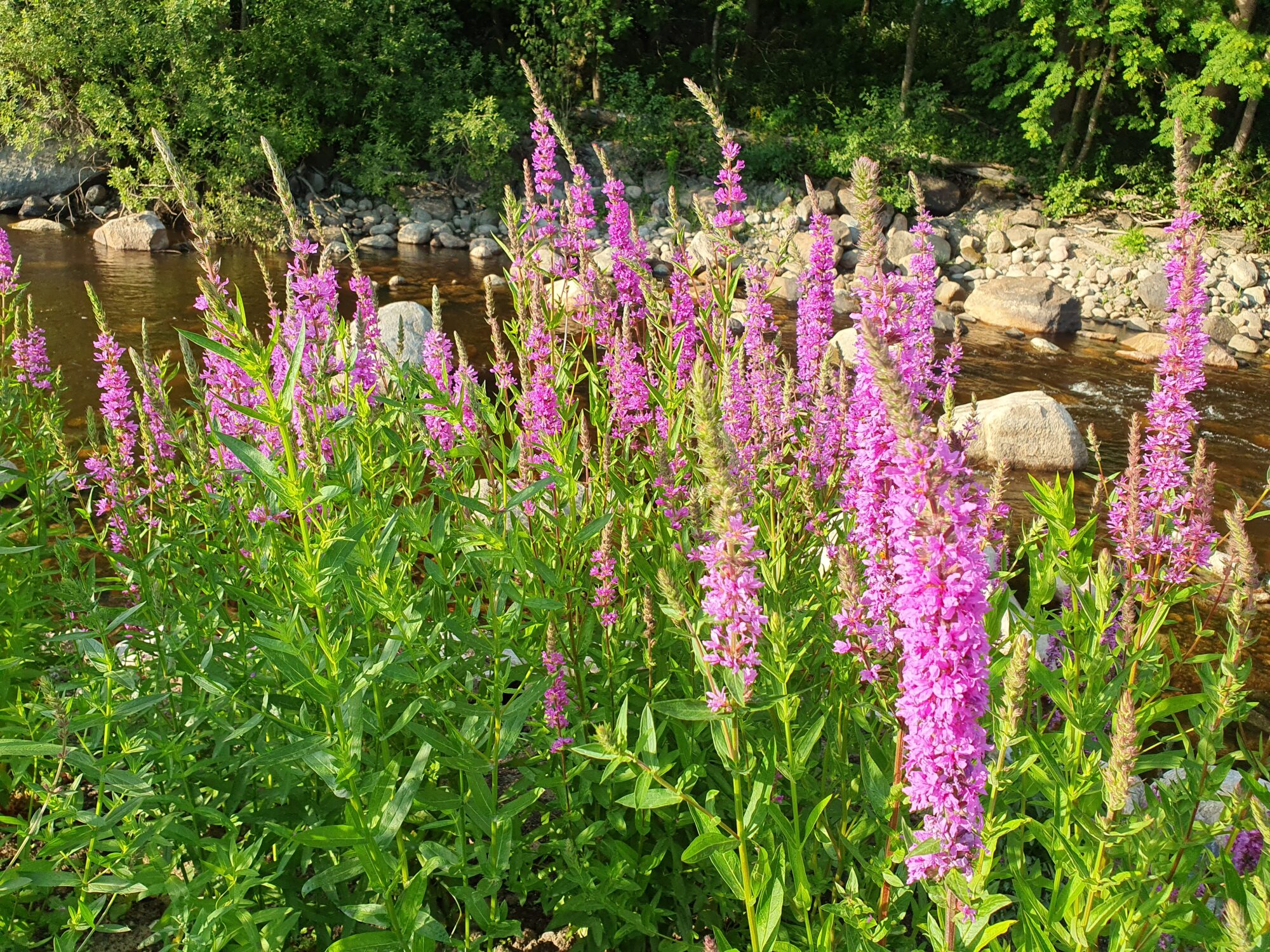 Valokuvaaja: Pirkko Tuulihovi