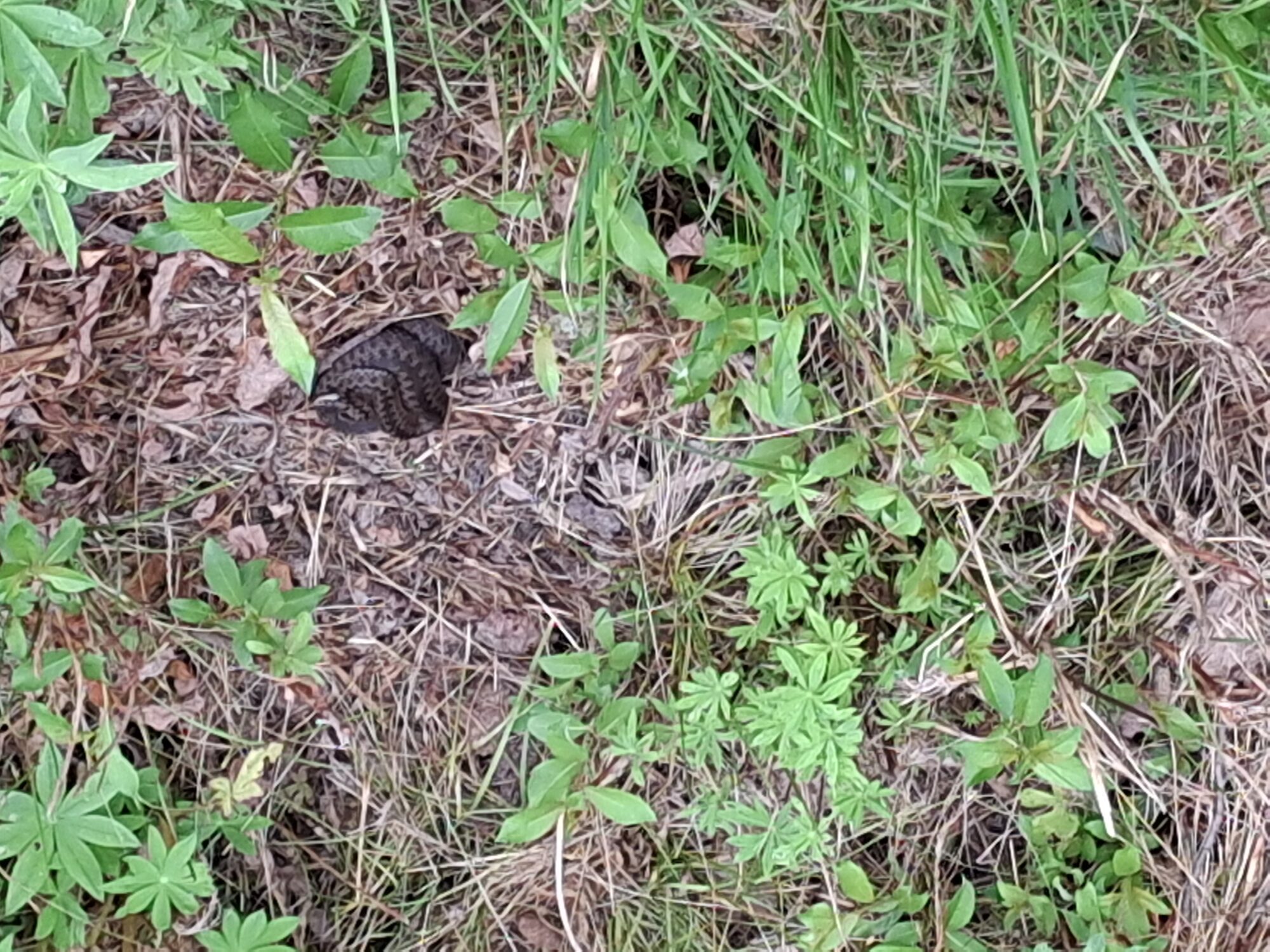 Valokuvaaja: Satu Suuntala