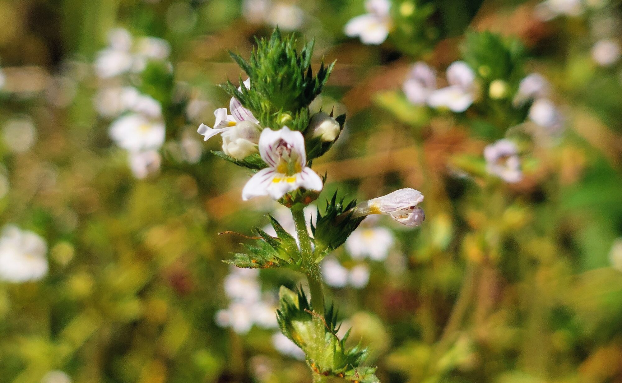 Valokuvaaja: Tarja Naukkarinen