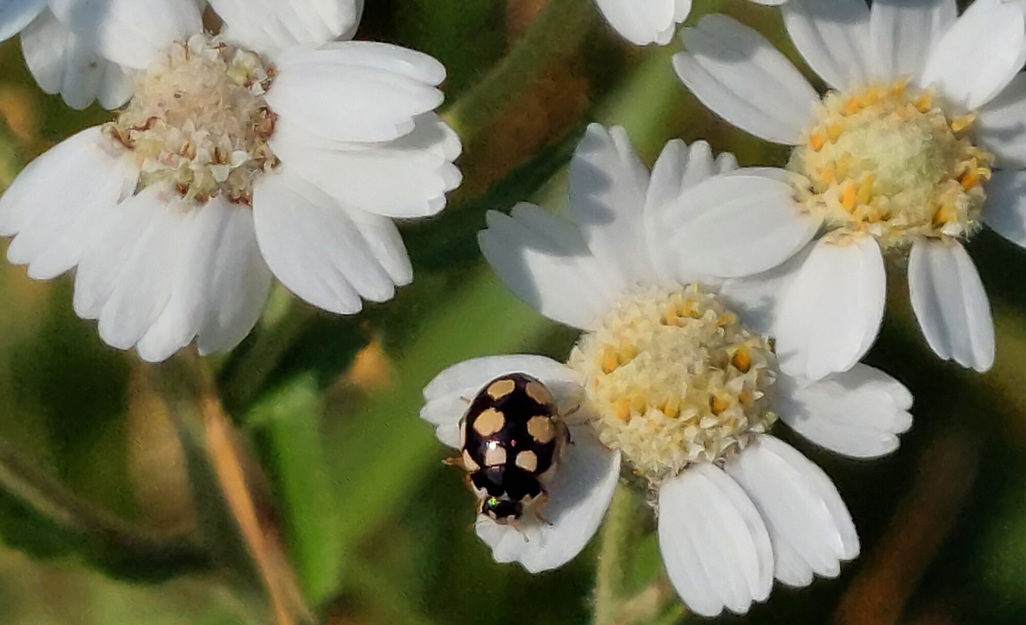 Valokuvaaja: Tarja Naukkarinen