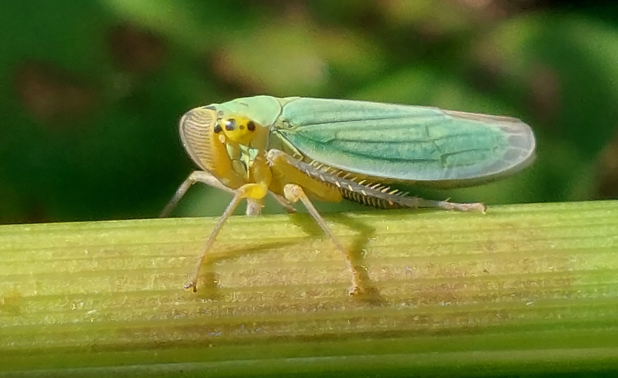 Valokuvaaja: Tarja Naukkarinen