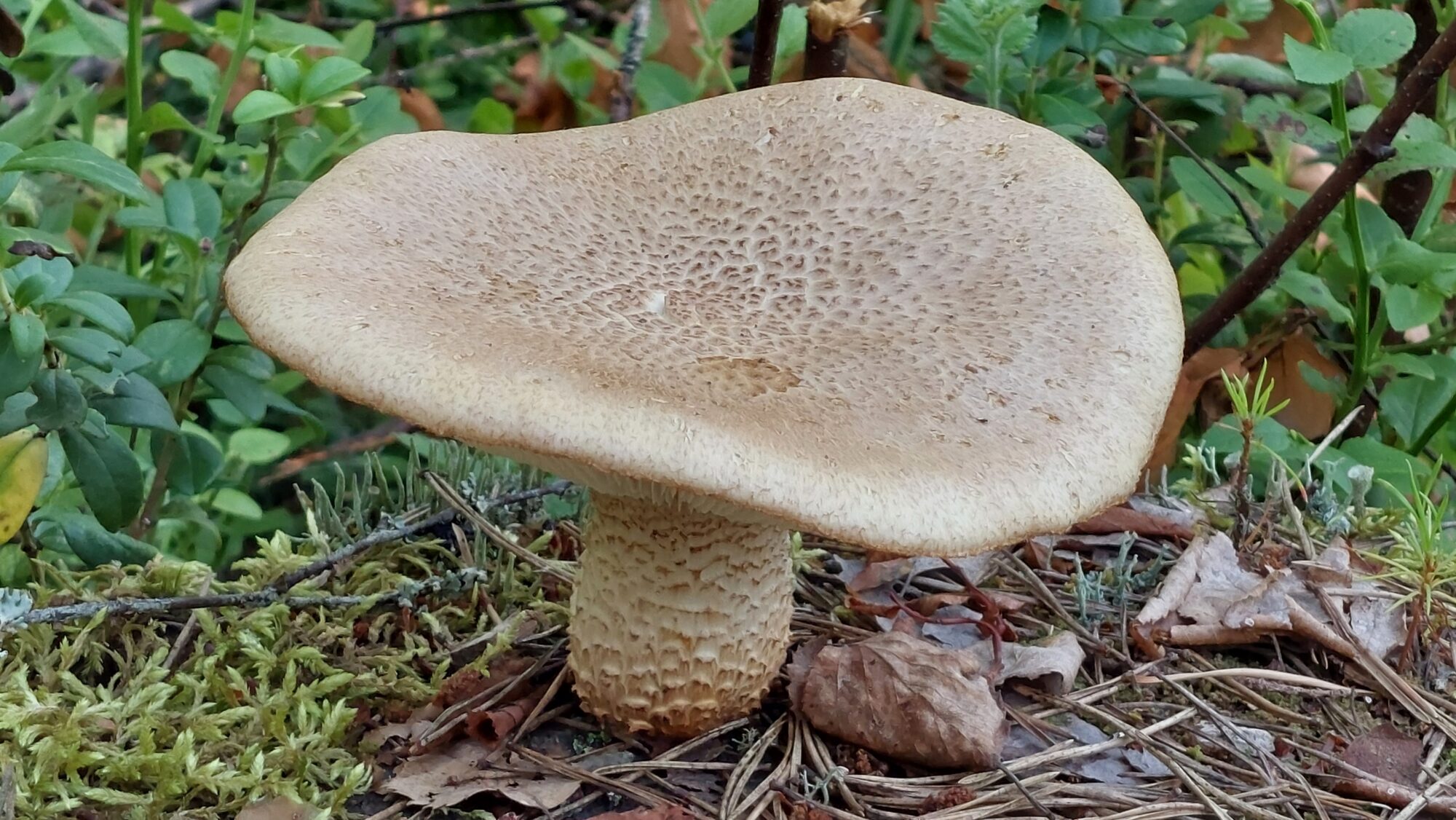 Valokuvaaja: Tarja Naukkarinen