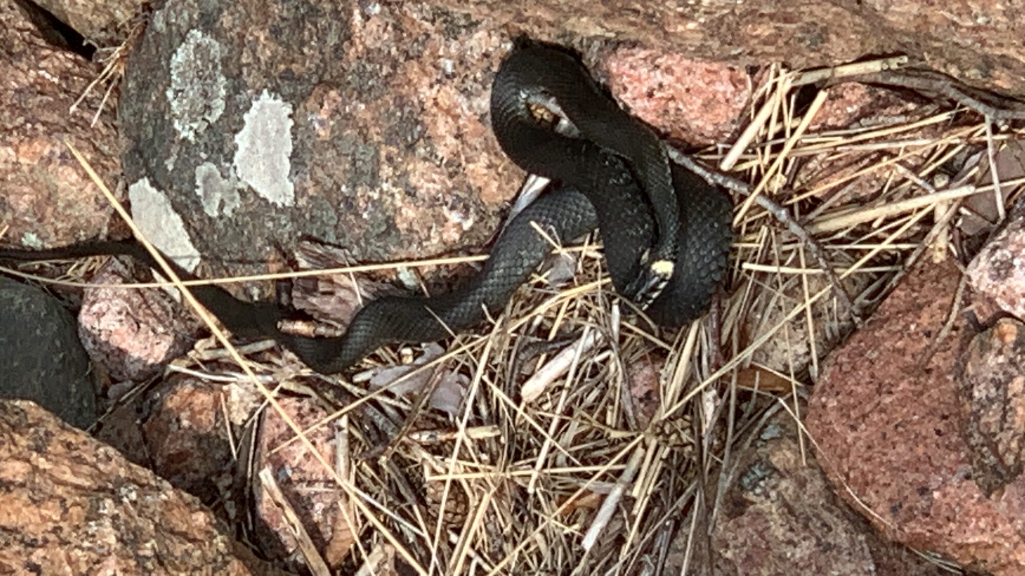 Valokuvaaja: Anneli Hakala