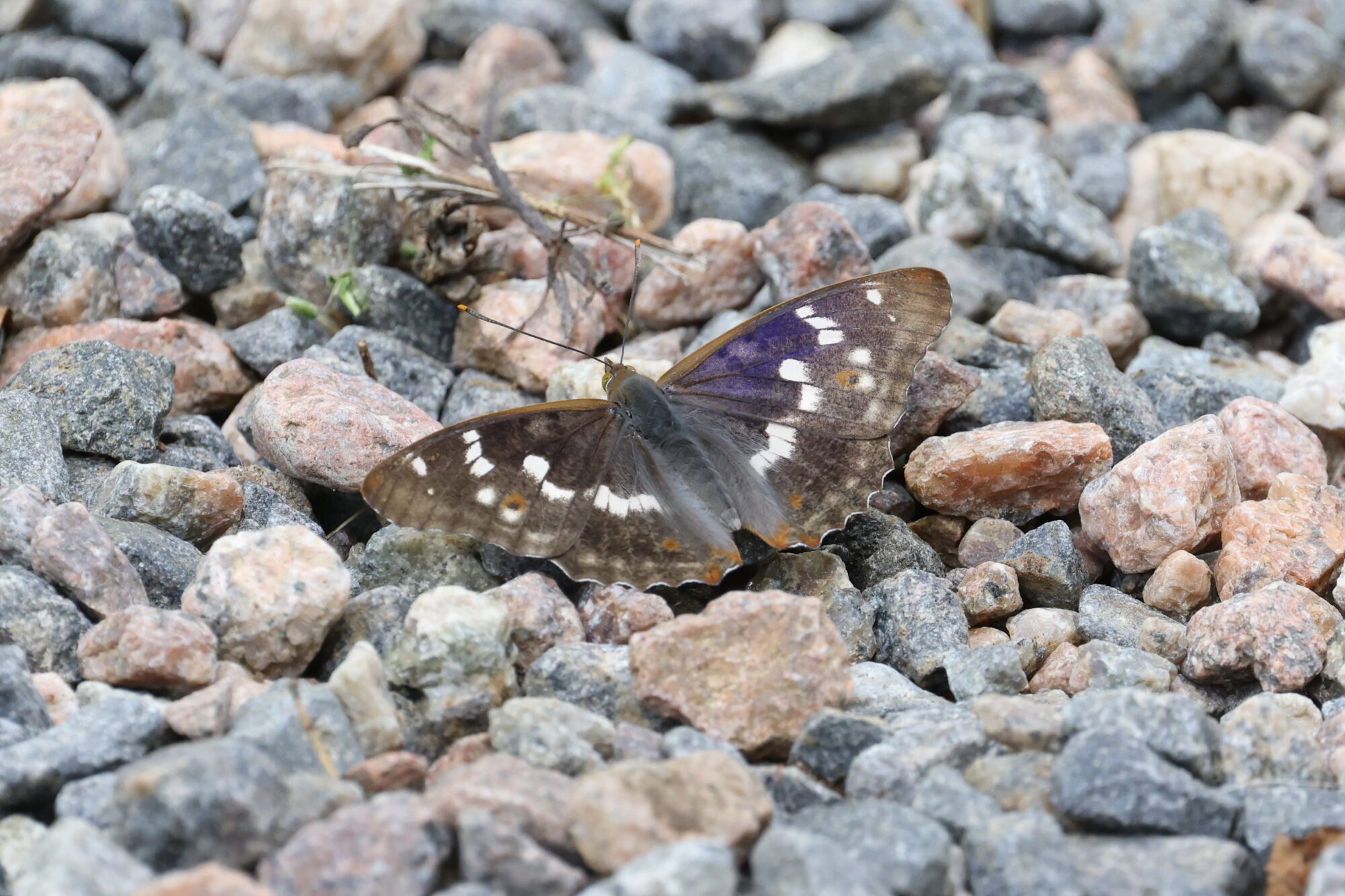 Valokuvaaja: Jukka Henriksson Valokuvaaja: Jukka Henriksson