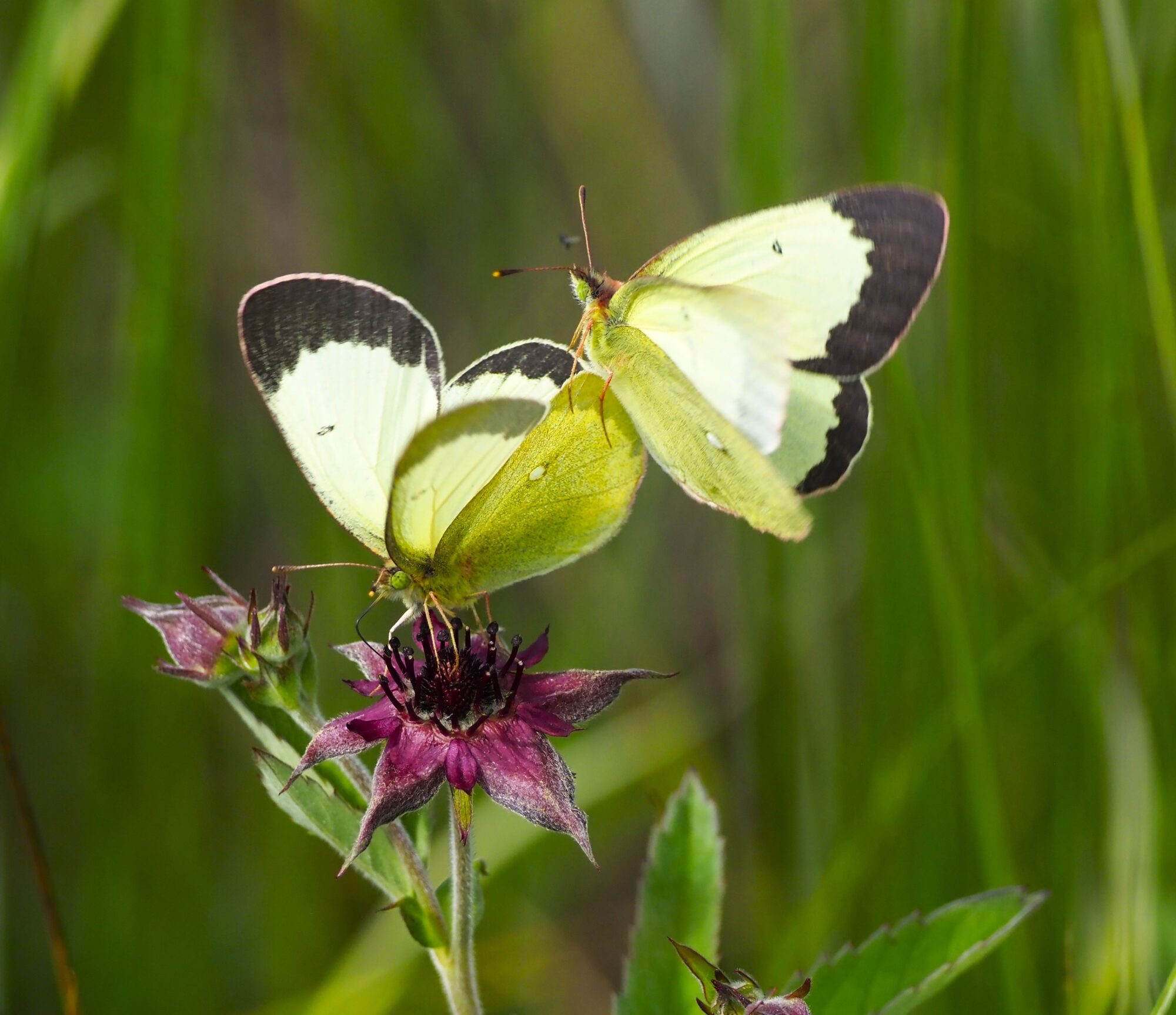 Valokuvaaja: Annikki Kärkkäinen