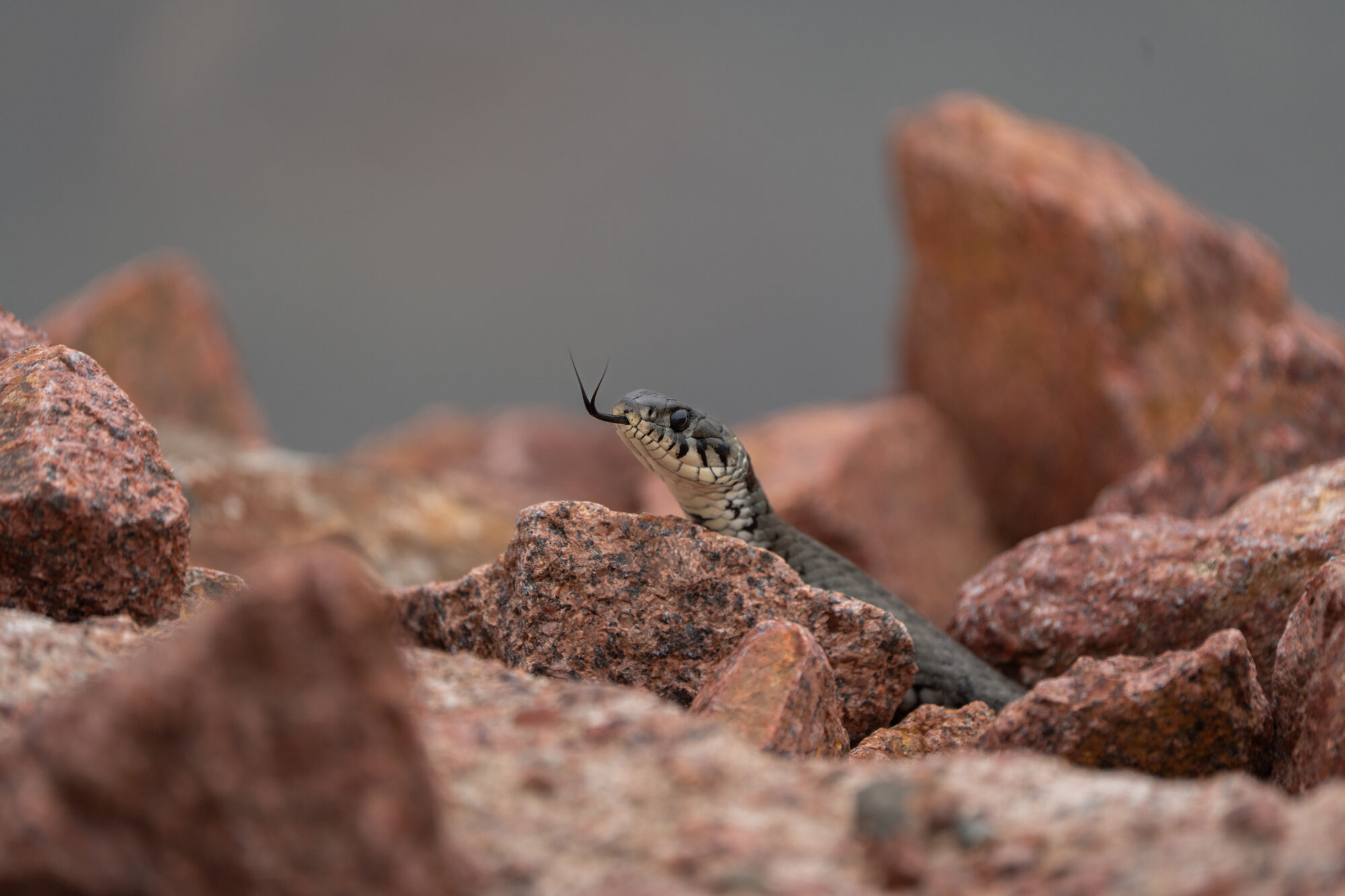 Valokuvaaja: Vili Lindegren Valokuvaaja: Vili Lindegren