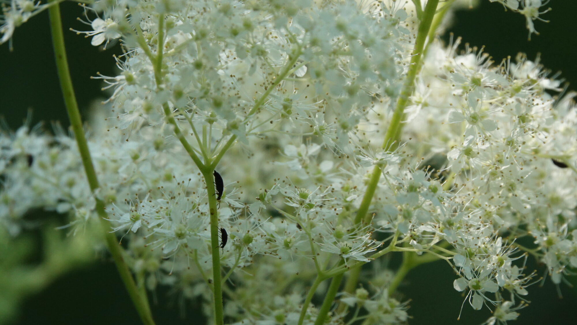 Valokuvaaja: Jenna Pitkänen