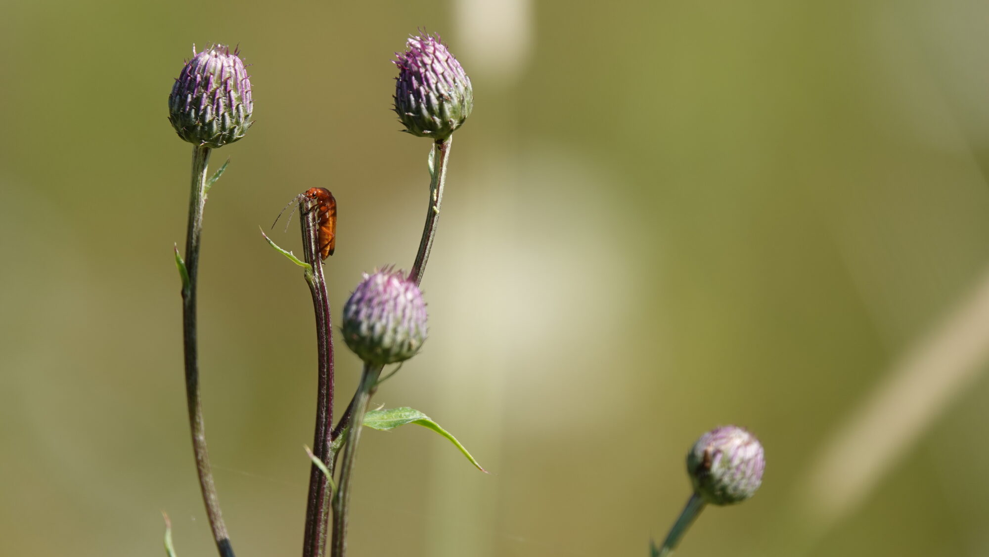 Valokuvaaja: Jenna Pitkänen