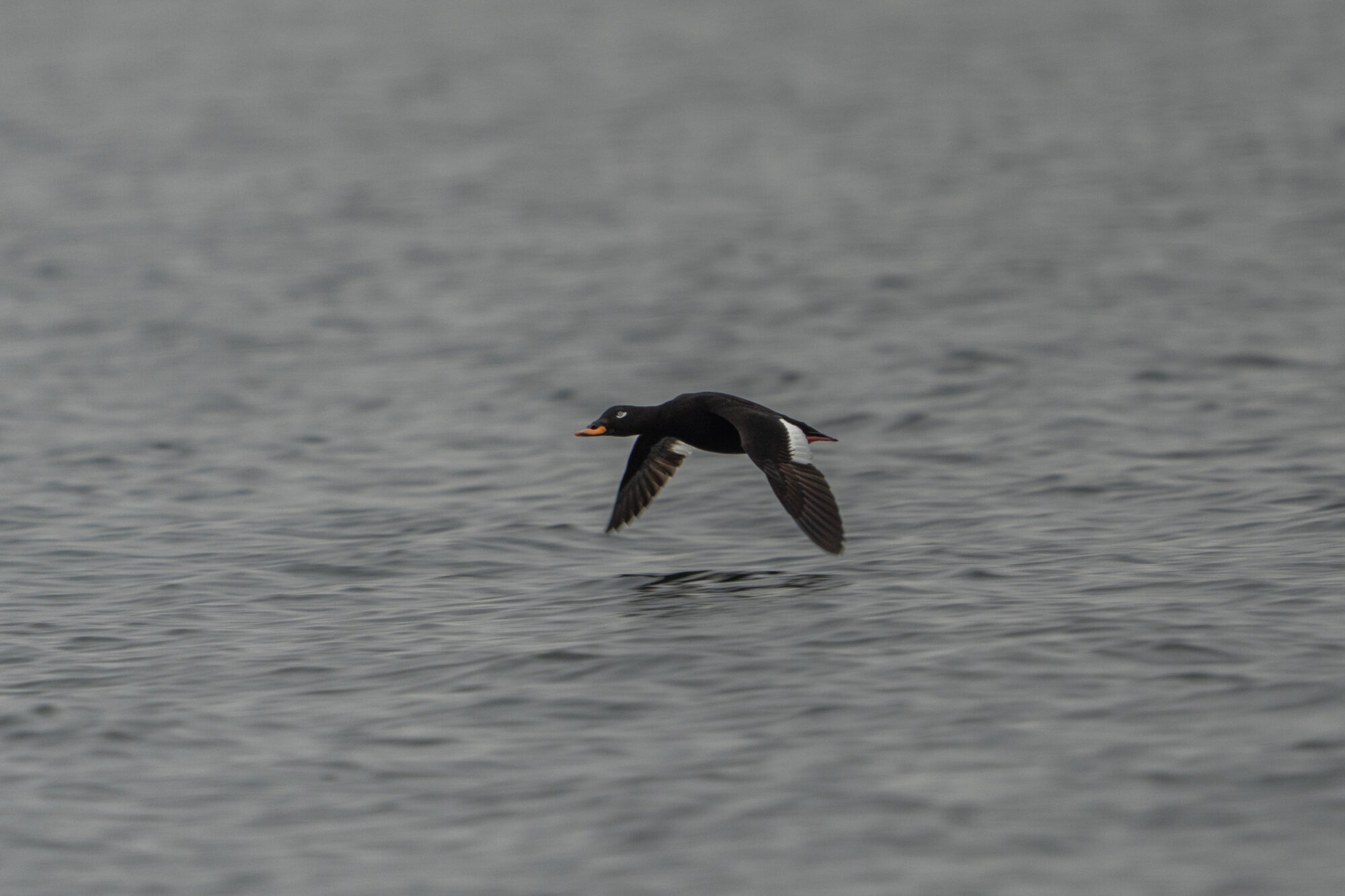 Valokuvaaja: Vili Lindegren Valokuvaaja: Vili Lindegren