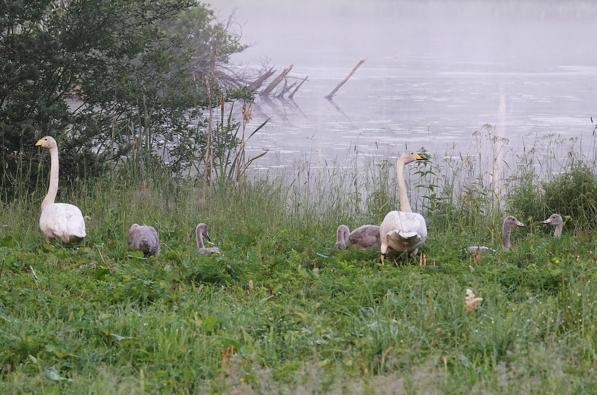 Valokuvaaja: Raija  Oksanen