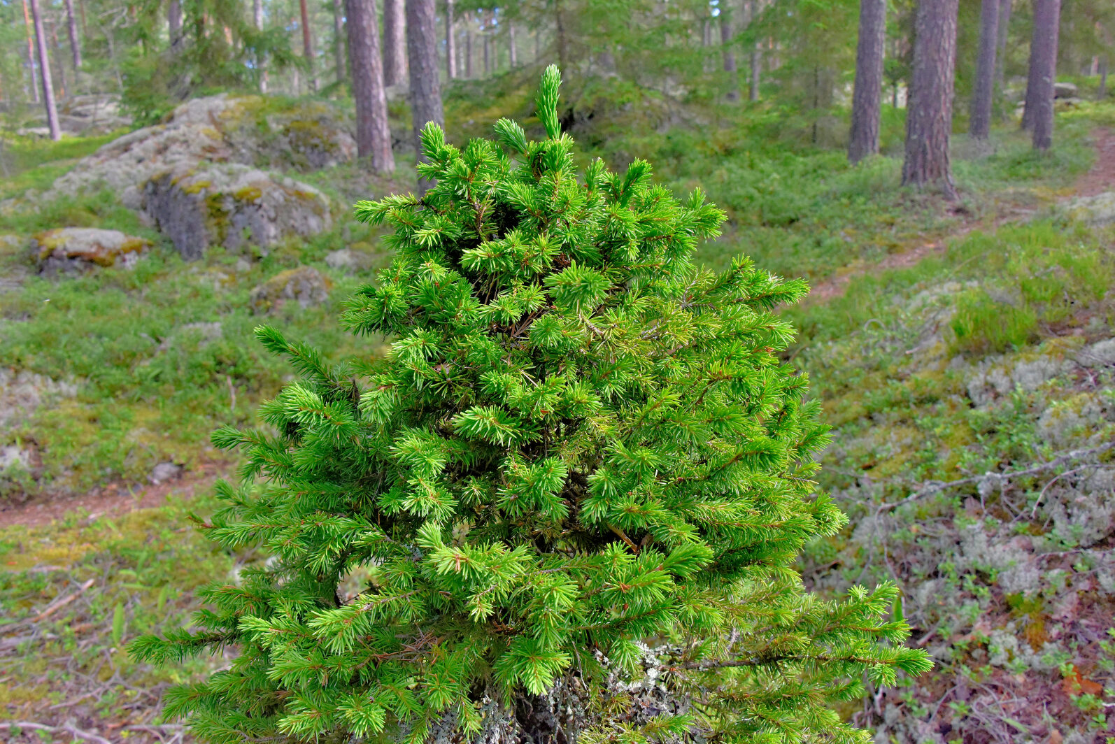 Valokuvaaja: Reijo Juurinen