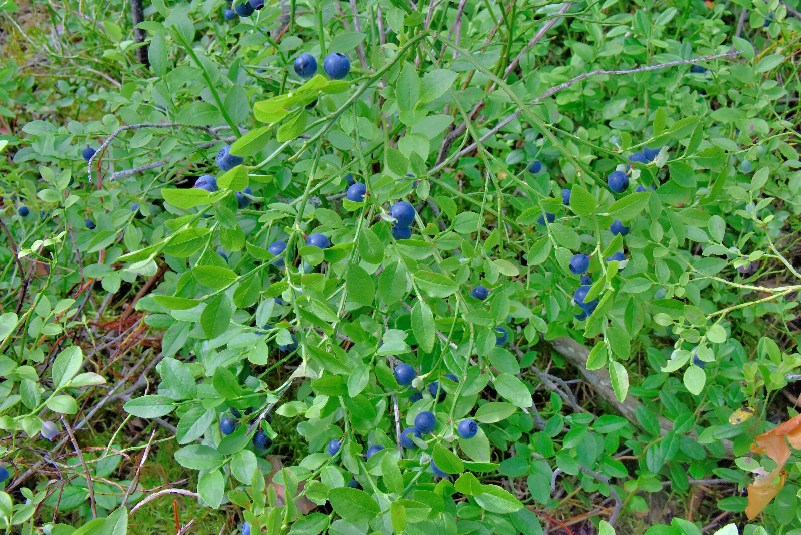 Valokuvaaja: Reijo Juurinen