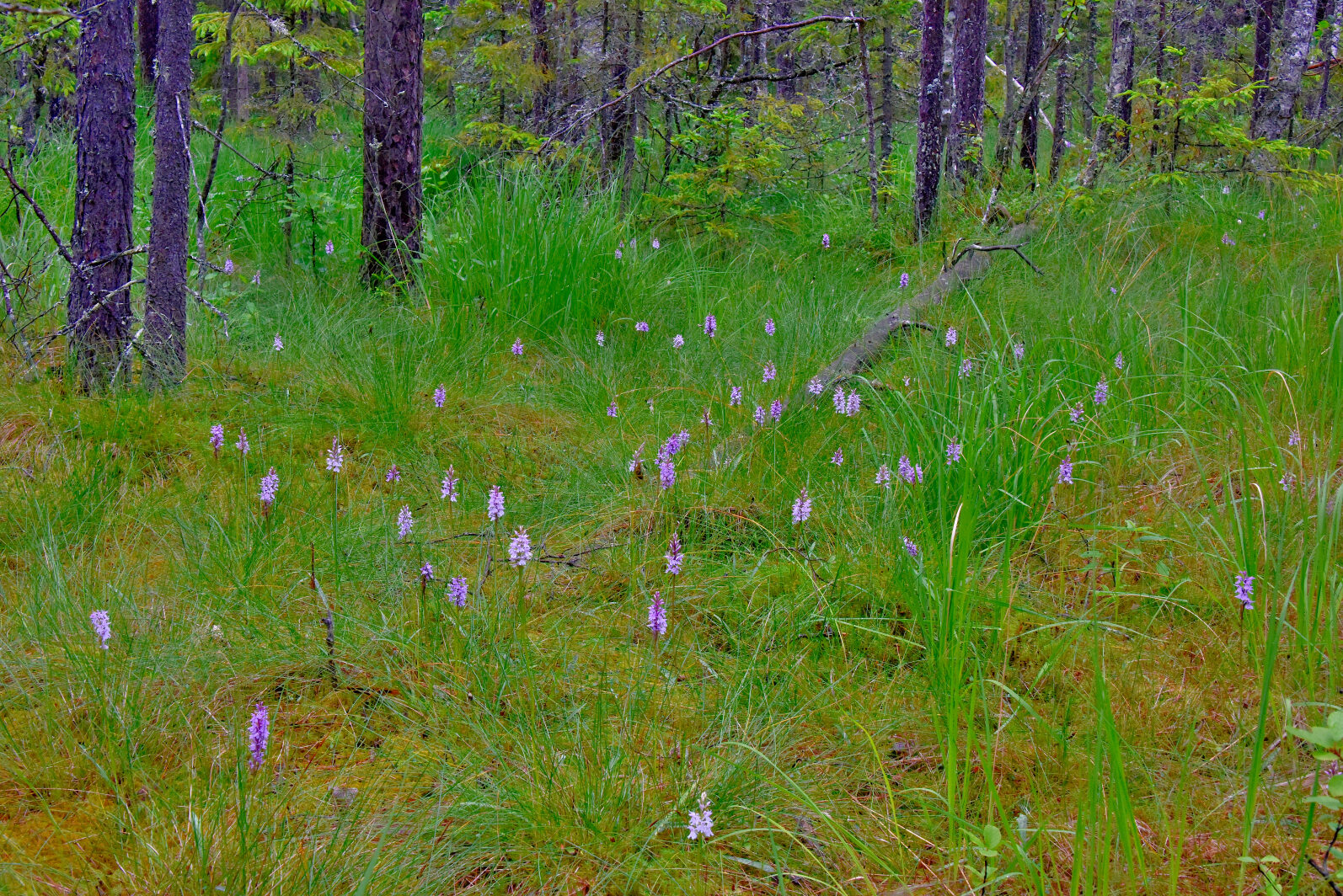 Valokuvaaja: Reijo Juurinen