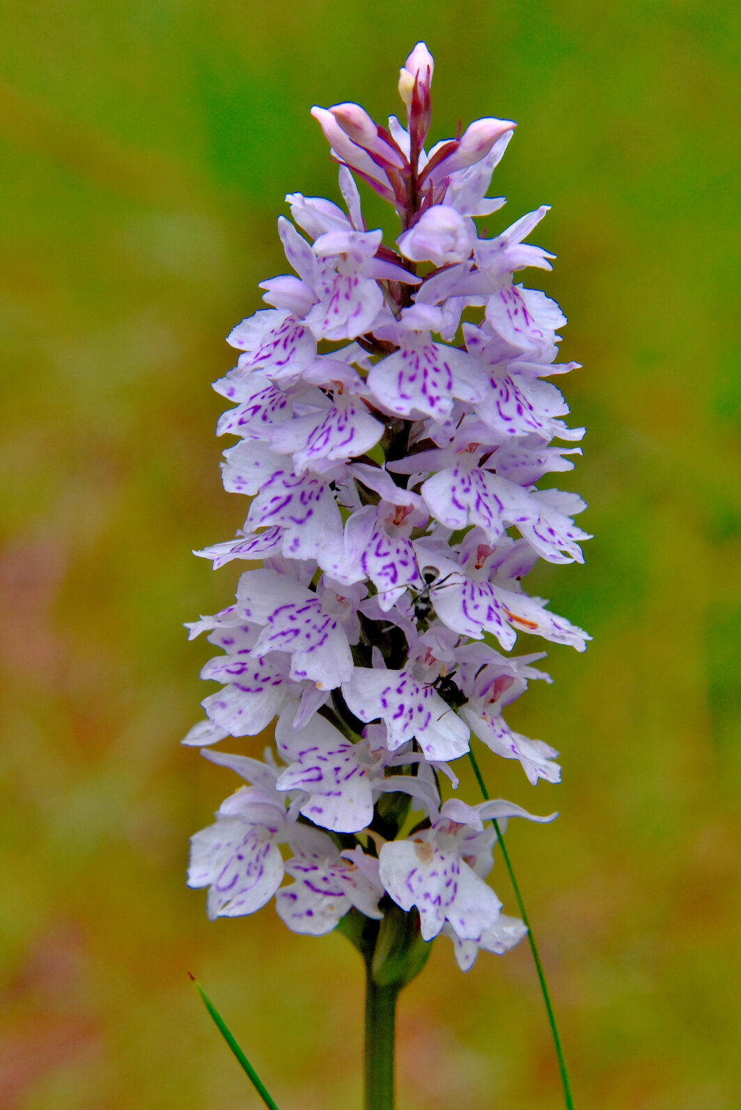 Valokuvaaja: Reijo Juurinen