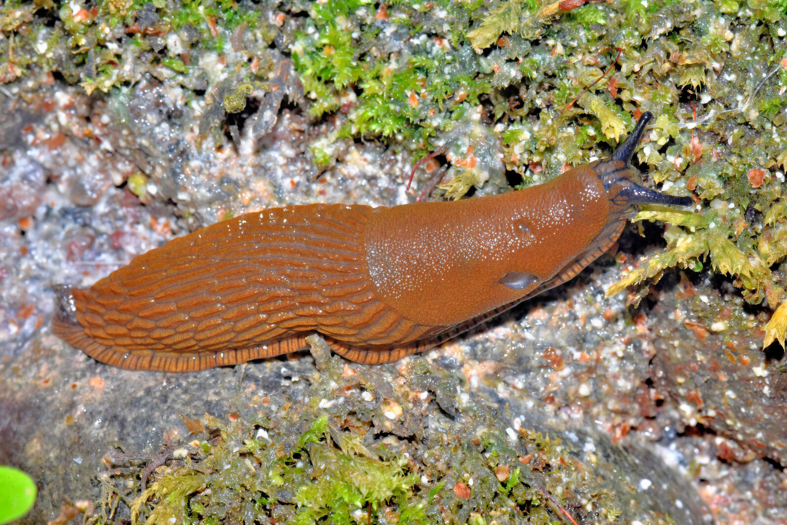 Valokuvaaja: Reijo Juurinen Valokuvaaja: Reijo Juurinen