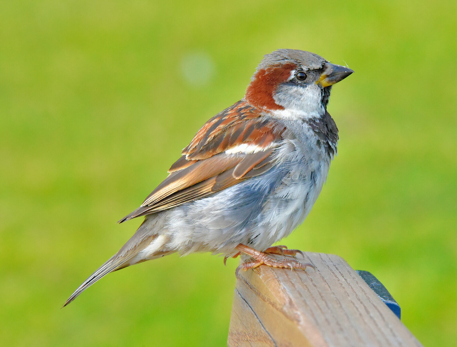 Valokuvaaja: Reijo Juurinen Valokuvaaja: Reijo Juurinen