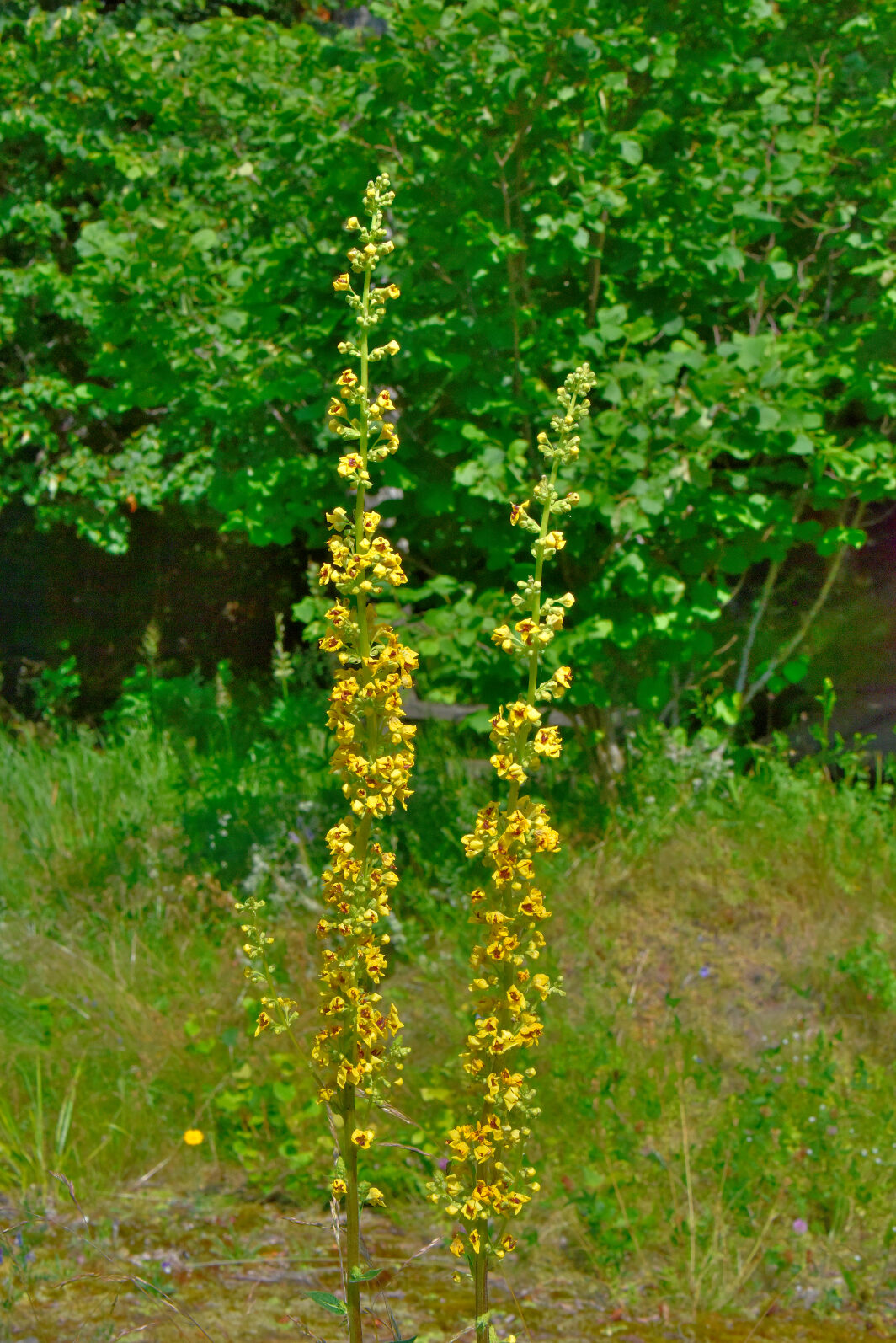 Valokuvaaja: Reijo Juurinen Valokuvaaja: Reijo Juurinen