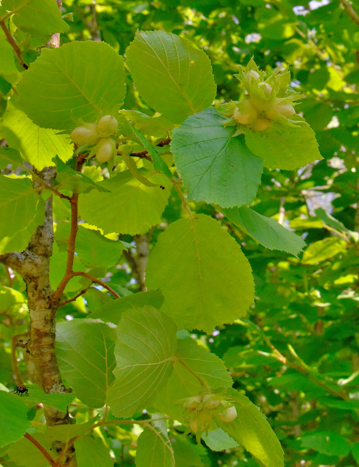 Valokuvaaja: Reijo Juurinen Valokuvaaja: Reijo Juurinen