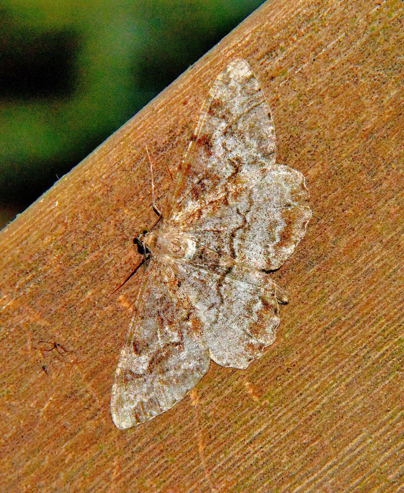 Valokuvaaja: Reijo Juurinen Valokuvaaja: Reijo Juurinen