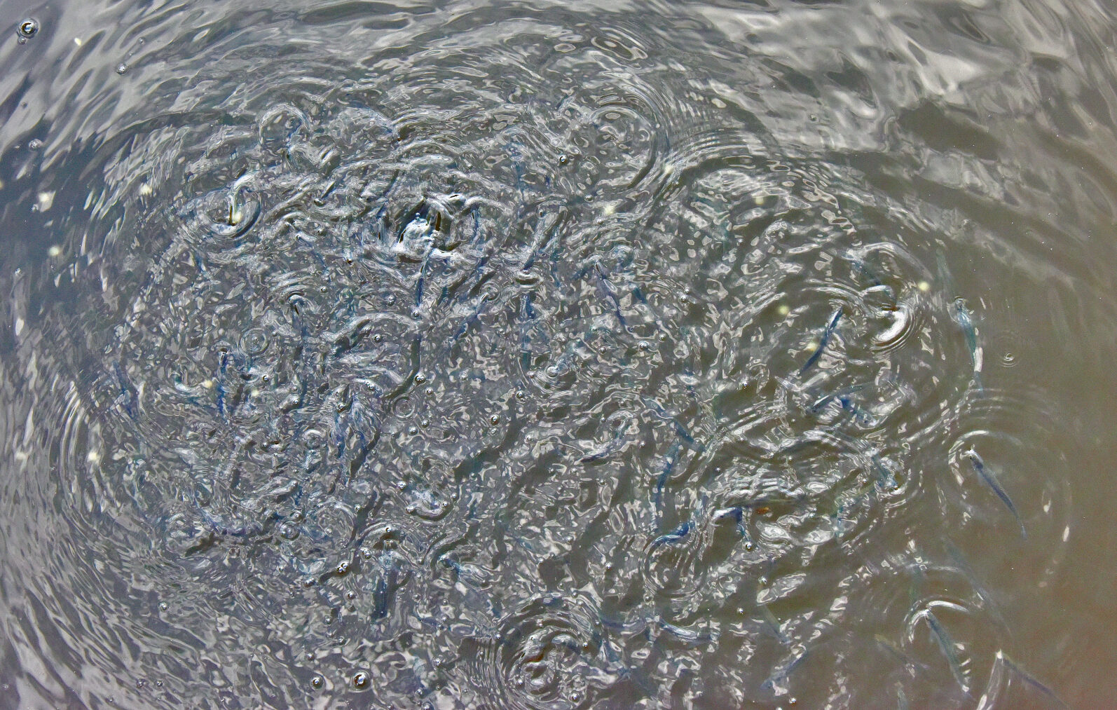 Valokuvaaja: Reijo Juurinen