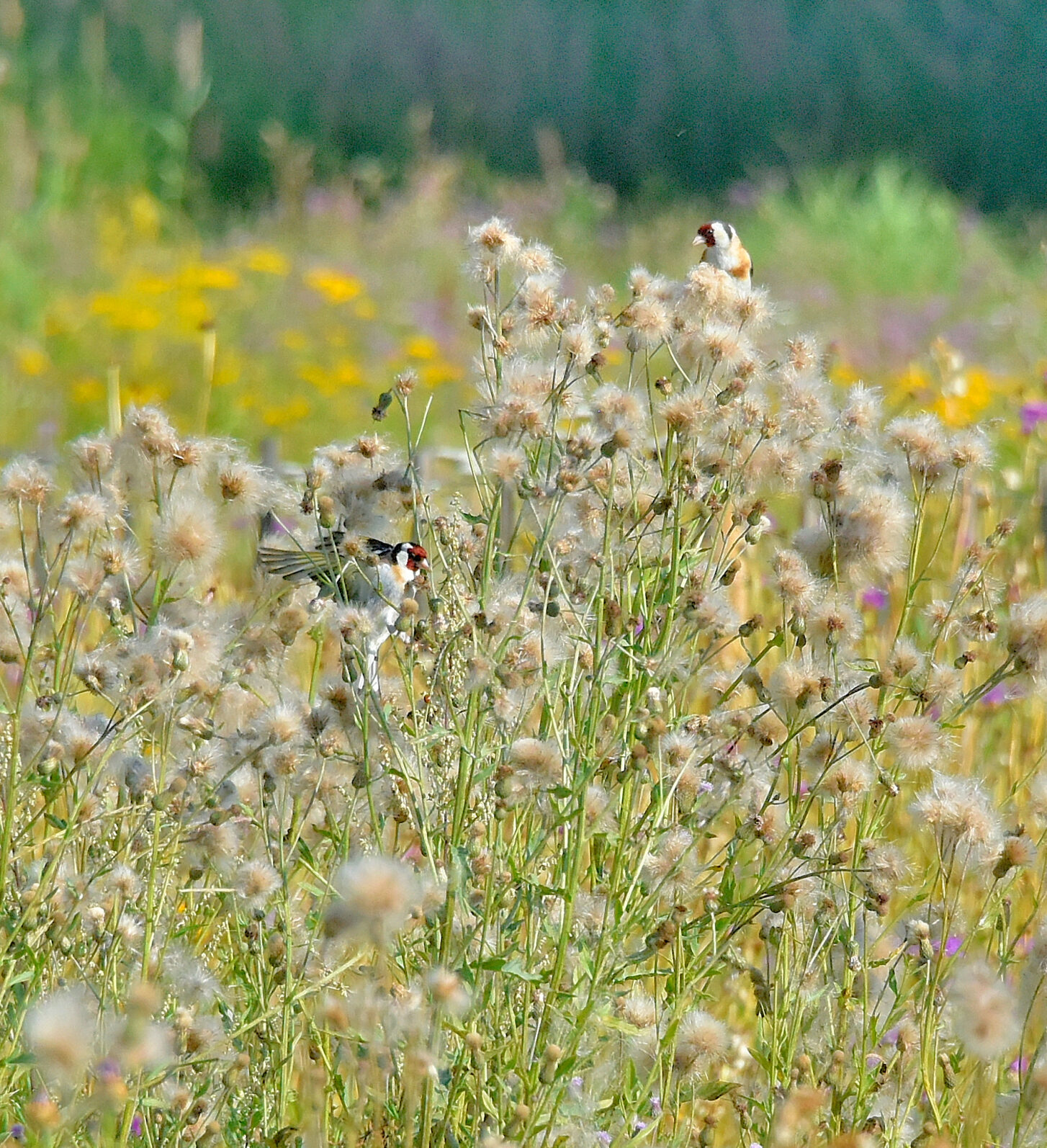 Valokuvaaja: Reijo Juurinen