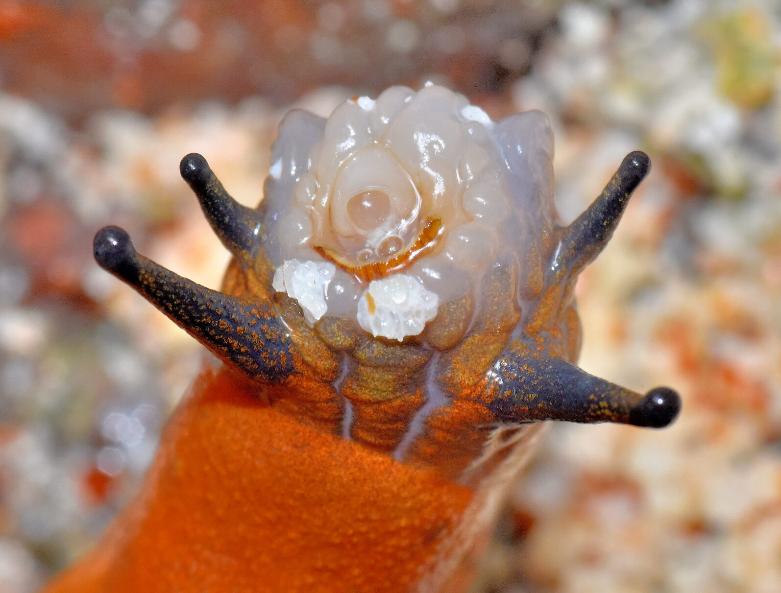 Valokuvaaja: Reijo Juurinen