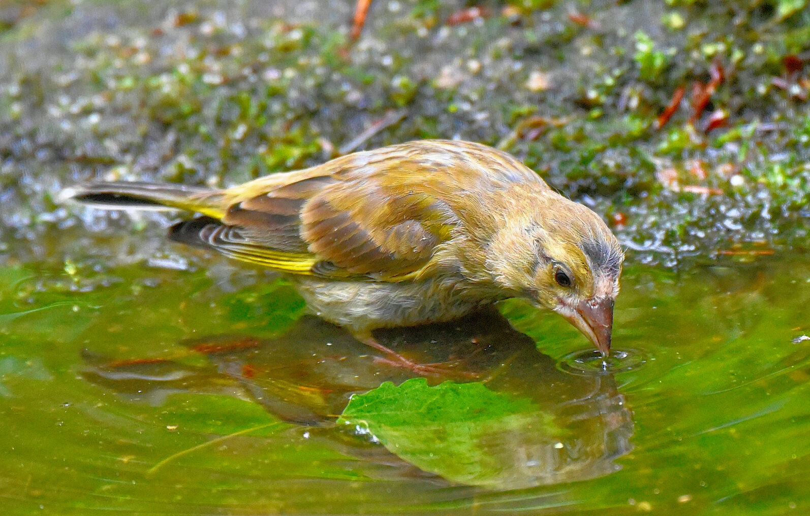 Valokuvaaja: Reijo Juurinen Valokuvaaja: Reijo Juurinen