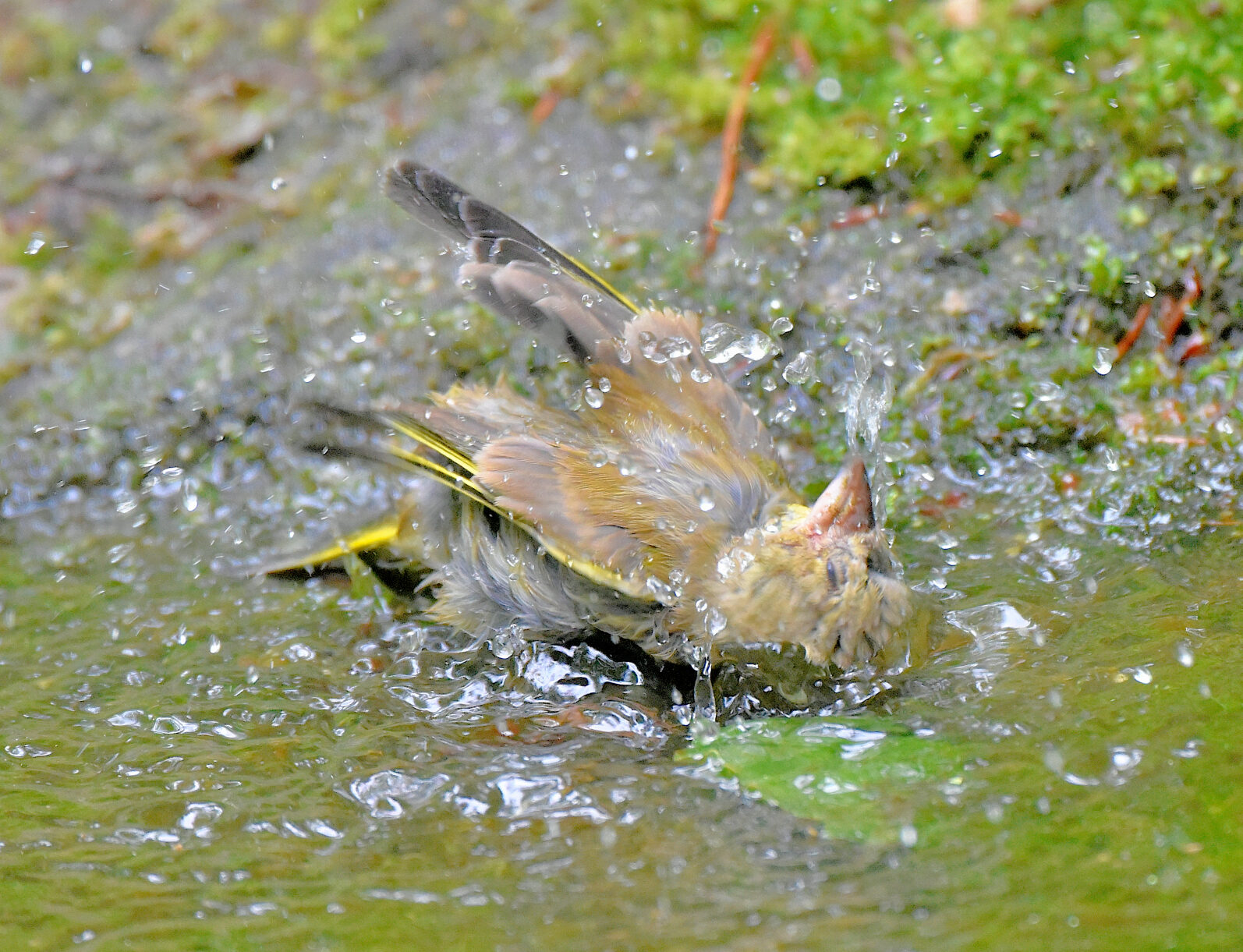 Valokuvaaja: Reijo Juurinen
