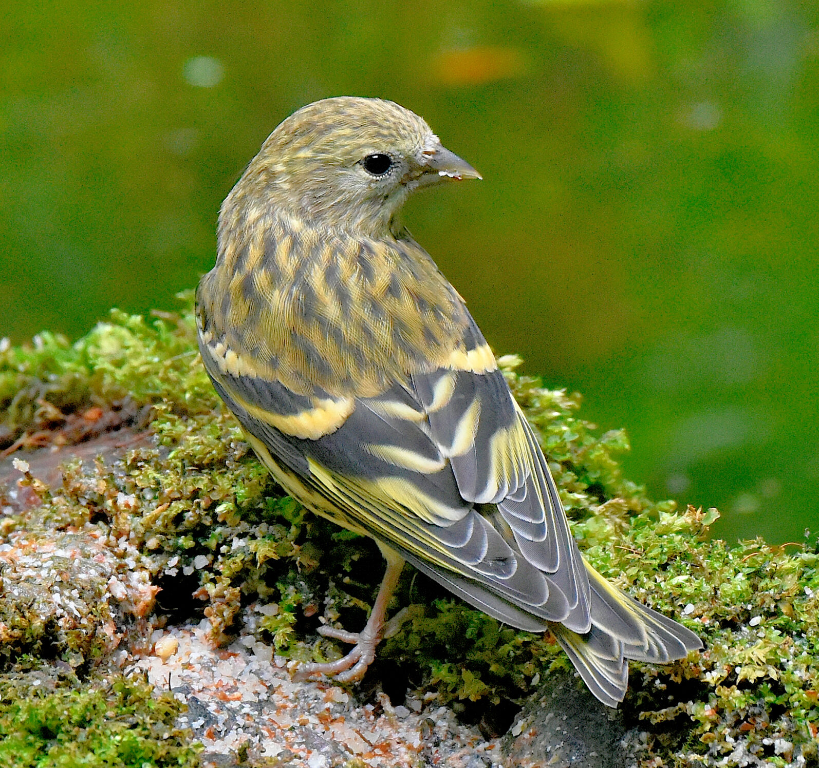 Valokuvaaja: Reijo Juurinen Valokuvaaja: Reijo Juurinen