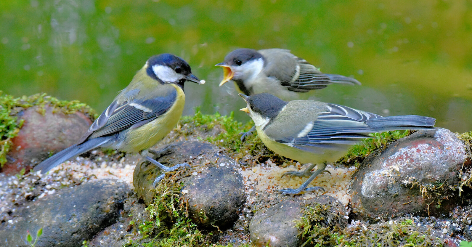 Valokuvaaja: Reijo Juurinen