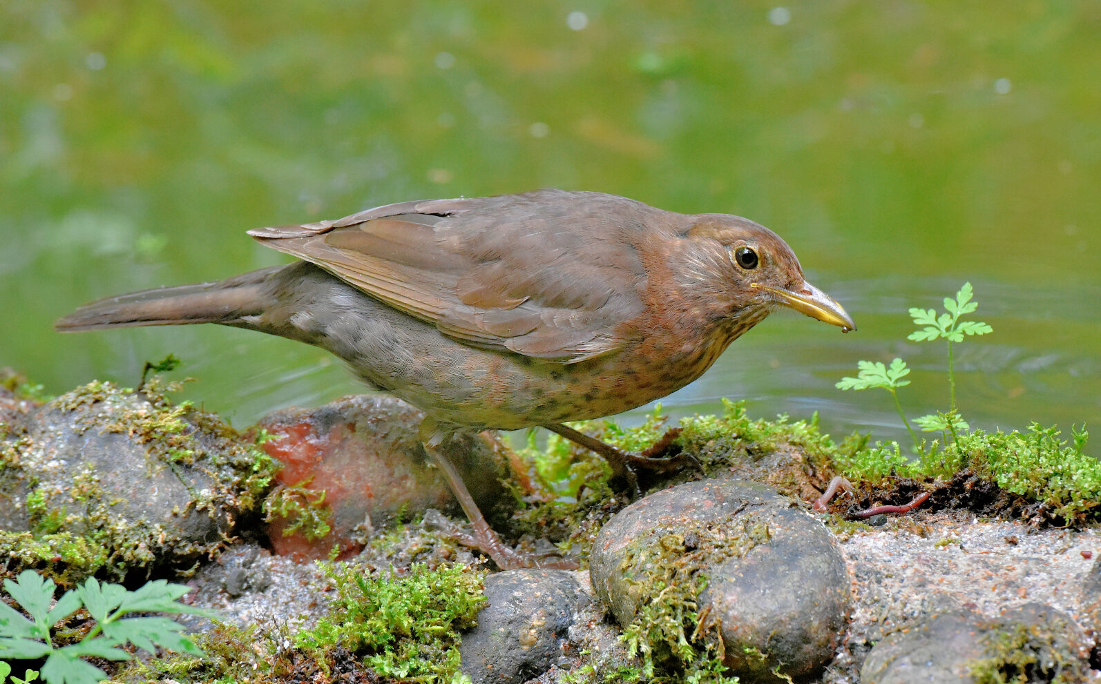 Valokuvaaja: Reijo Juurinen