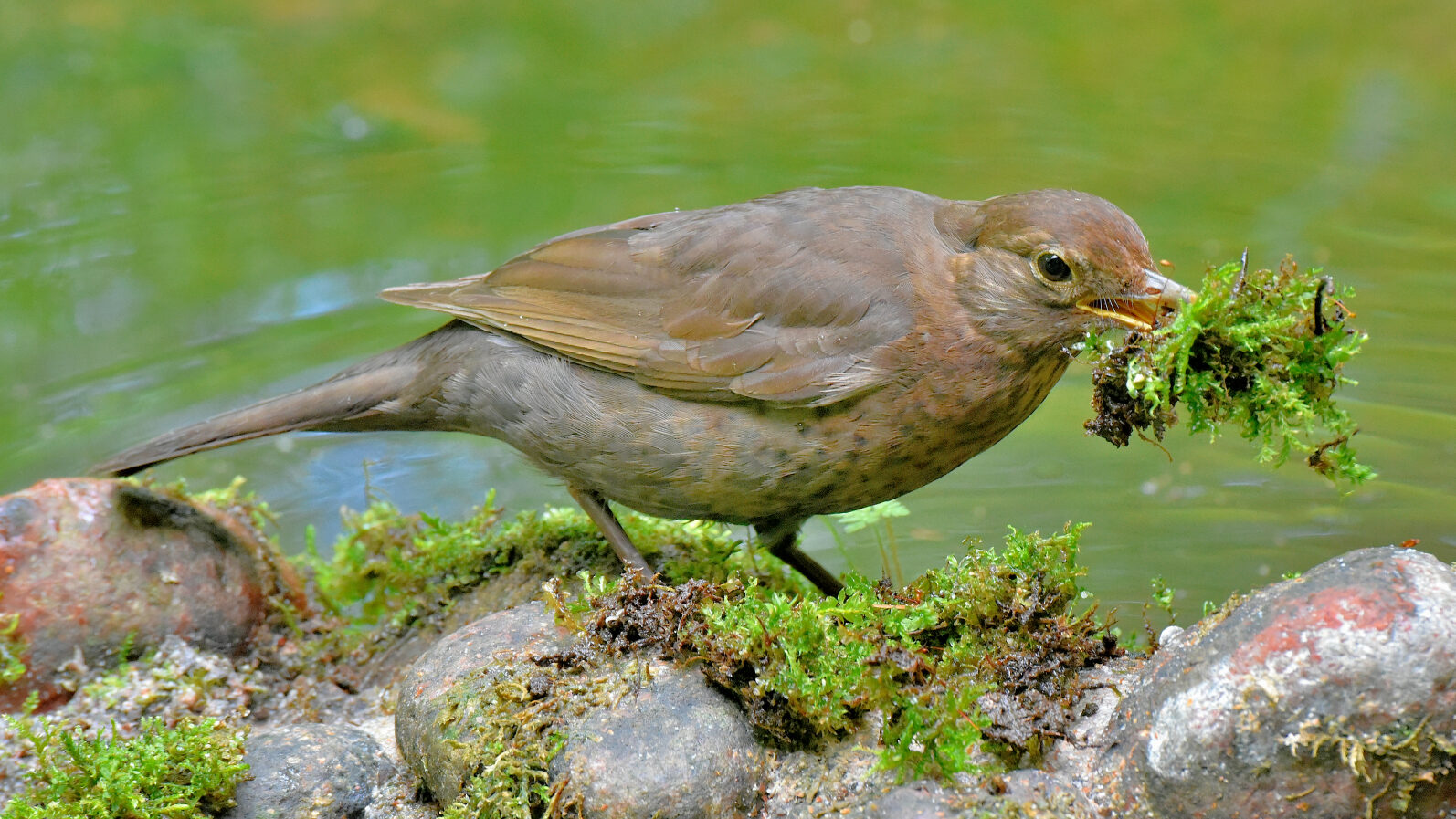 Valokuvaaja: Reijo Juurinen