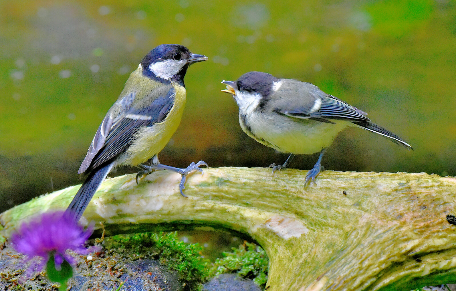 Valokuvaaja: Reijo Juurinen